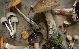 Klä dig för en lyckad svampjakt