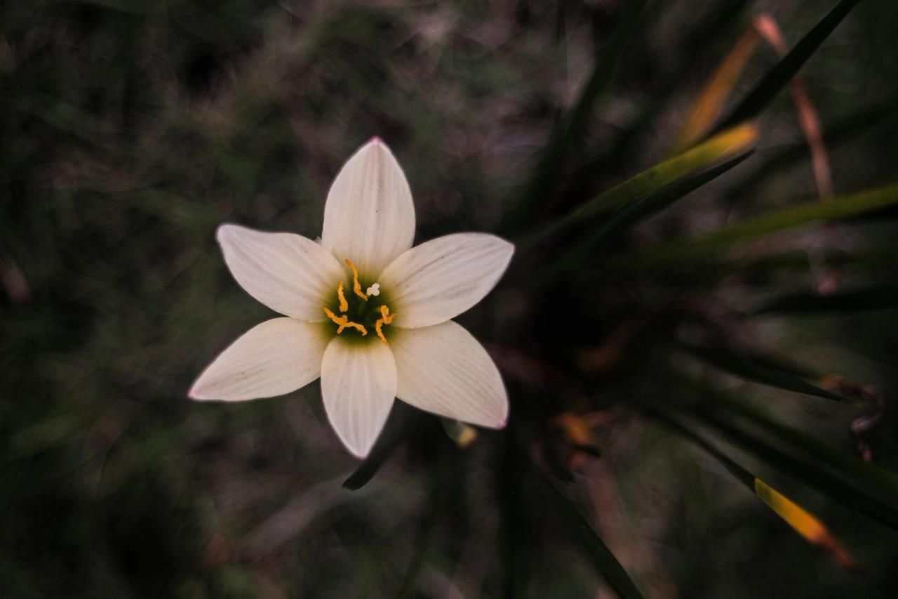 A white lily in bloom against green foliage.