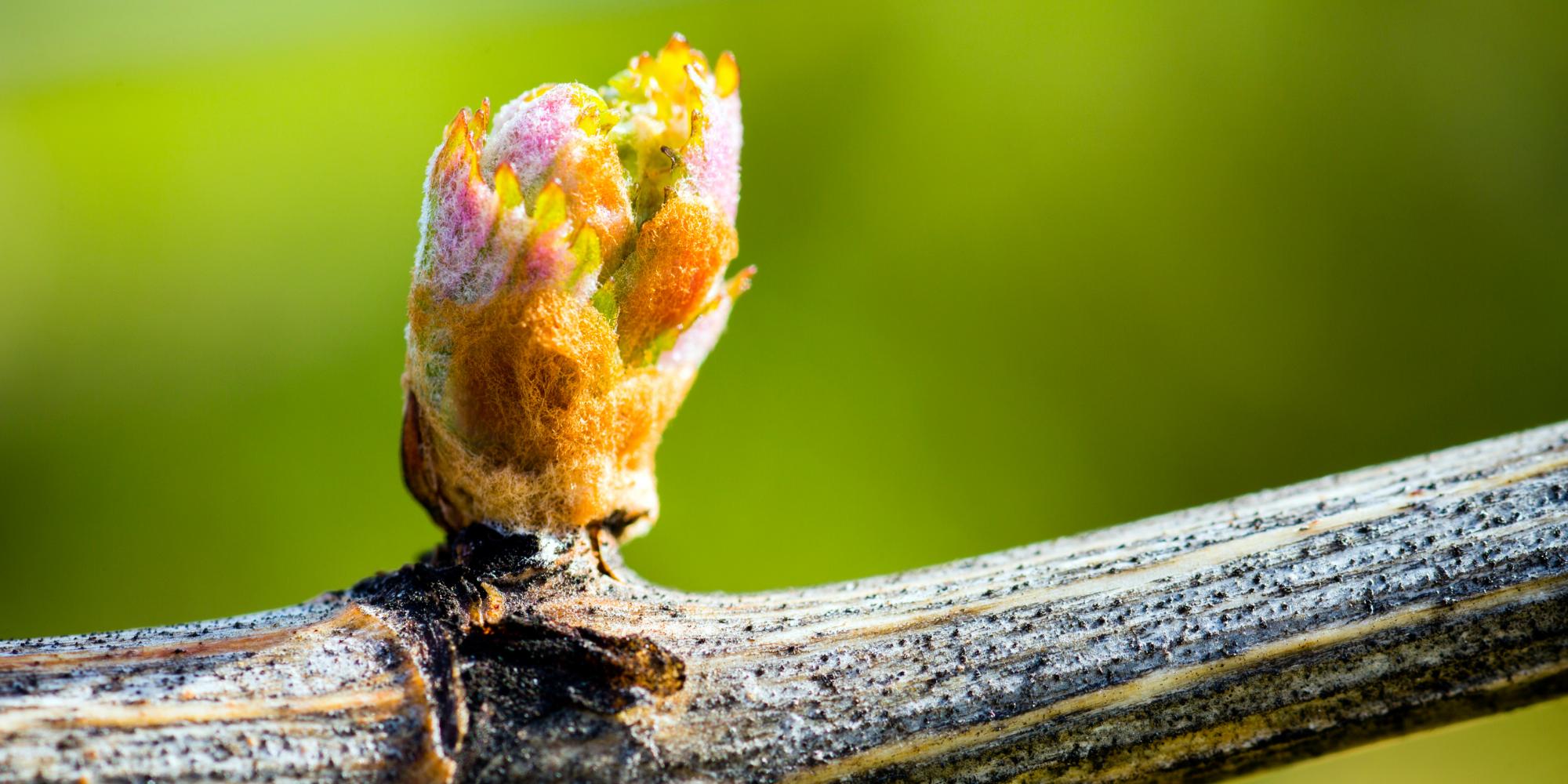 Ciklikusság– hogyan ébred a szőlő?