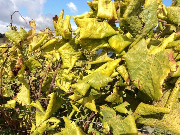 Aranyszínű sárgaság – mit mesél az ültetvény?