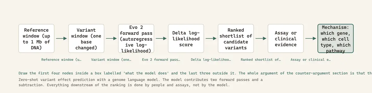 Zero-shot variant effect prediction with a genome language model. The model contributes two forward passes and a subtraction. Everything downstream of the ranking is done by people and assays, not by the model.