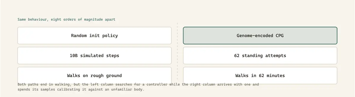 Both paths end in walking, but the left column searches for a controller while the right column arrives with one and spends its samples calibrating it against an unfamiliar body.