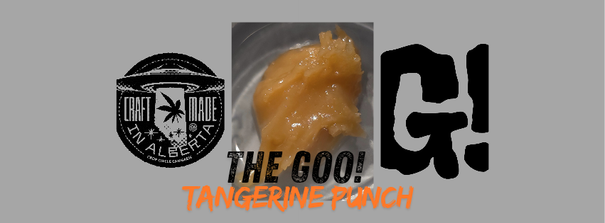 A detailed live rosin review of "Tangerine Punch" by The Goo, grown by Crop Circle Cannabis. This sativa-leaning extract, made from Purple Punch × Banjo S1 #13, offers strong citrus aromas, a smooth buttery texture, and layered tangerine flavor. With high terpene content (7.43%) and THC at 67.6%, it delivers a clean, uplifting experience with excellent value and presentation. Includes scoring breakdowns on appearance, aroma, flavor, effects, and packaging.