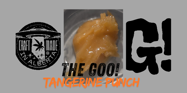 A detailed live rosin review of "Tangerine Punch" by The Goo, grown by Crop Circle Cannabis. This sativa-leaning extract, made from Purple Punch × Banjo S1 #13, offers strong citrus aromas, a smooth buttery texture, and layered tangerine flavor. With high terpene content (7.43%) and THC at 67.6%, it delivers a clean, uplifting experience with excellent value and presentation. Includes scoring breakdowns on appearance, aroma, flavor, effects, and packaging.