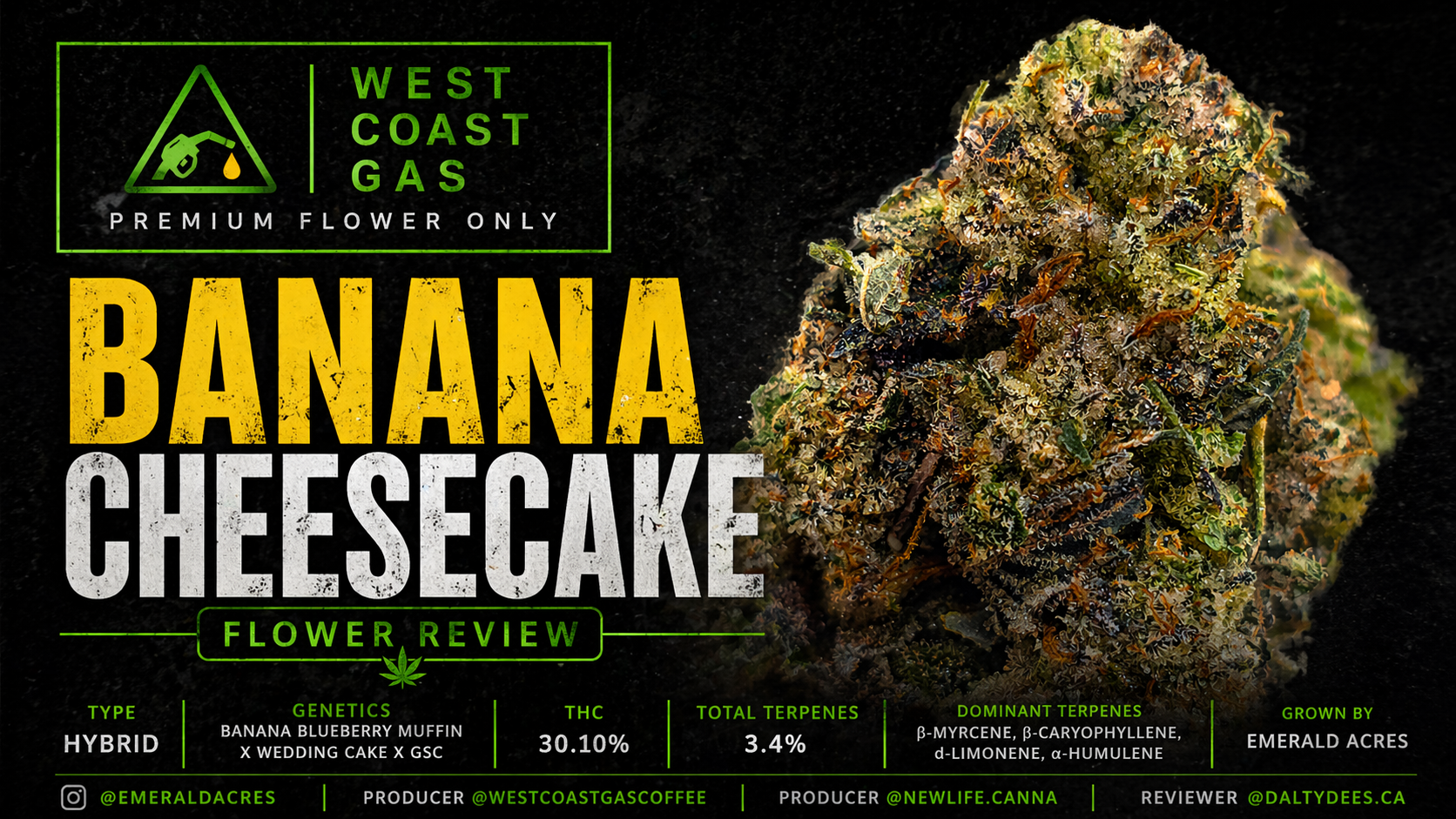 Close-up macro of Banana Cheesecake cannabis flower by West Coast Gas, showing dense hybrid buds with heavy trichome coverage, dark green and purple tones, and bright orange pistils against a clean background.
