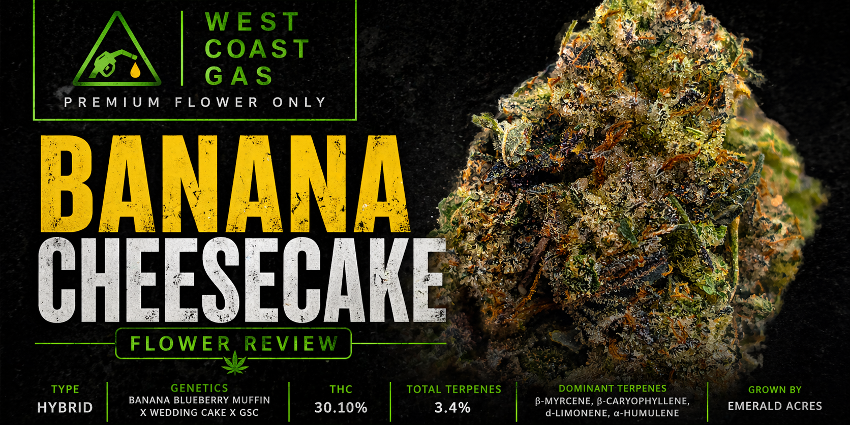 Close-up macro of Banana Cheesecake cannabis flower by West Coast Gas, showing dense hybrid buds with heavy trichome coverage, dark green and purple tones, and bright orange pistils against a clean background.