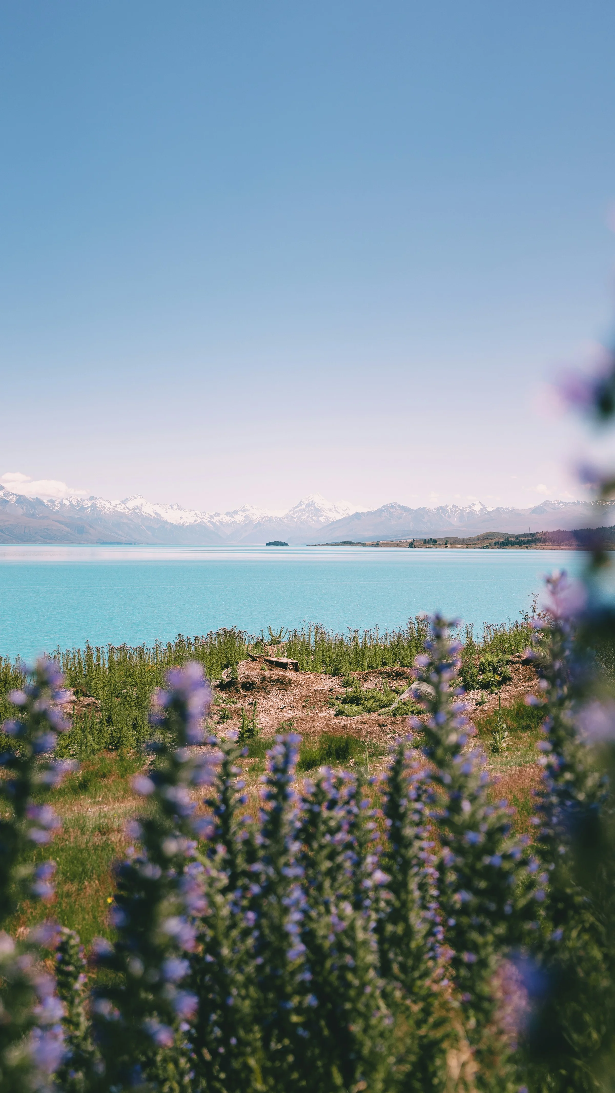 Lupin ungu di tepi danau biru Tekapo dengan latar barisan pegunungan bersalju.