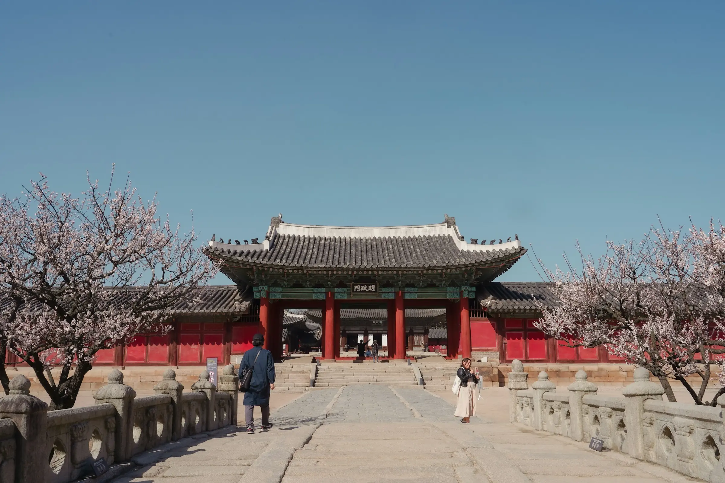 Gerbang istana Korea dikelilingi bunga mekar penuh di bawah langit biru cerah