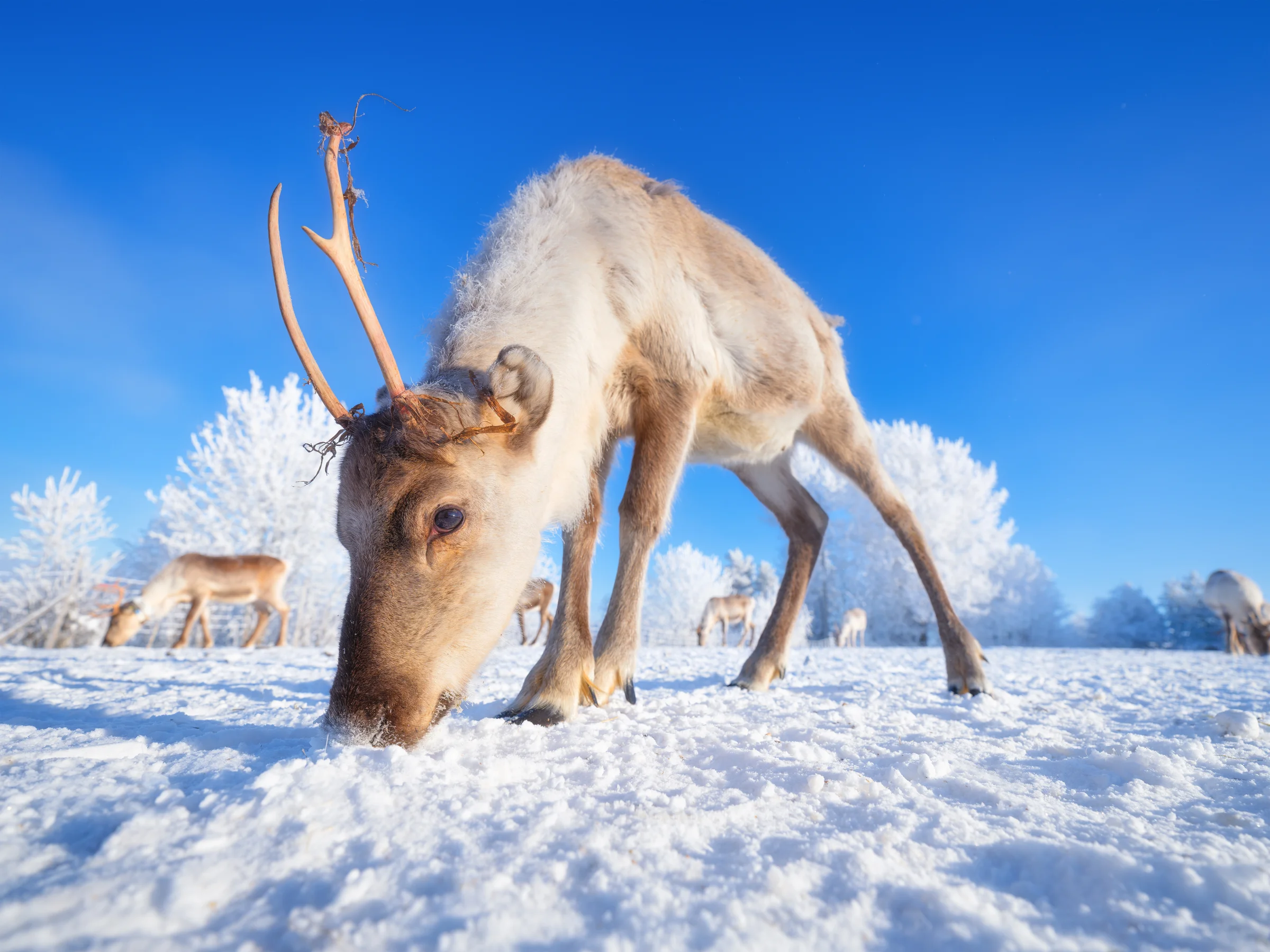 Rusa kutub mencari makan di hamparan salju Lapland berlatar langit biru