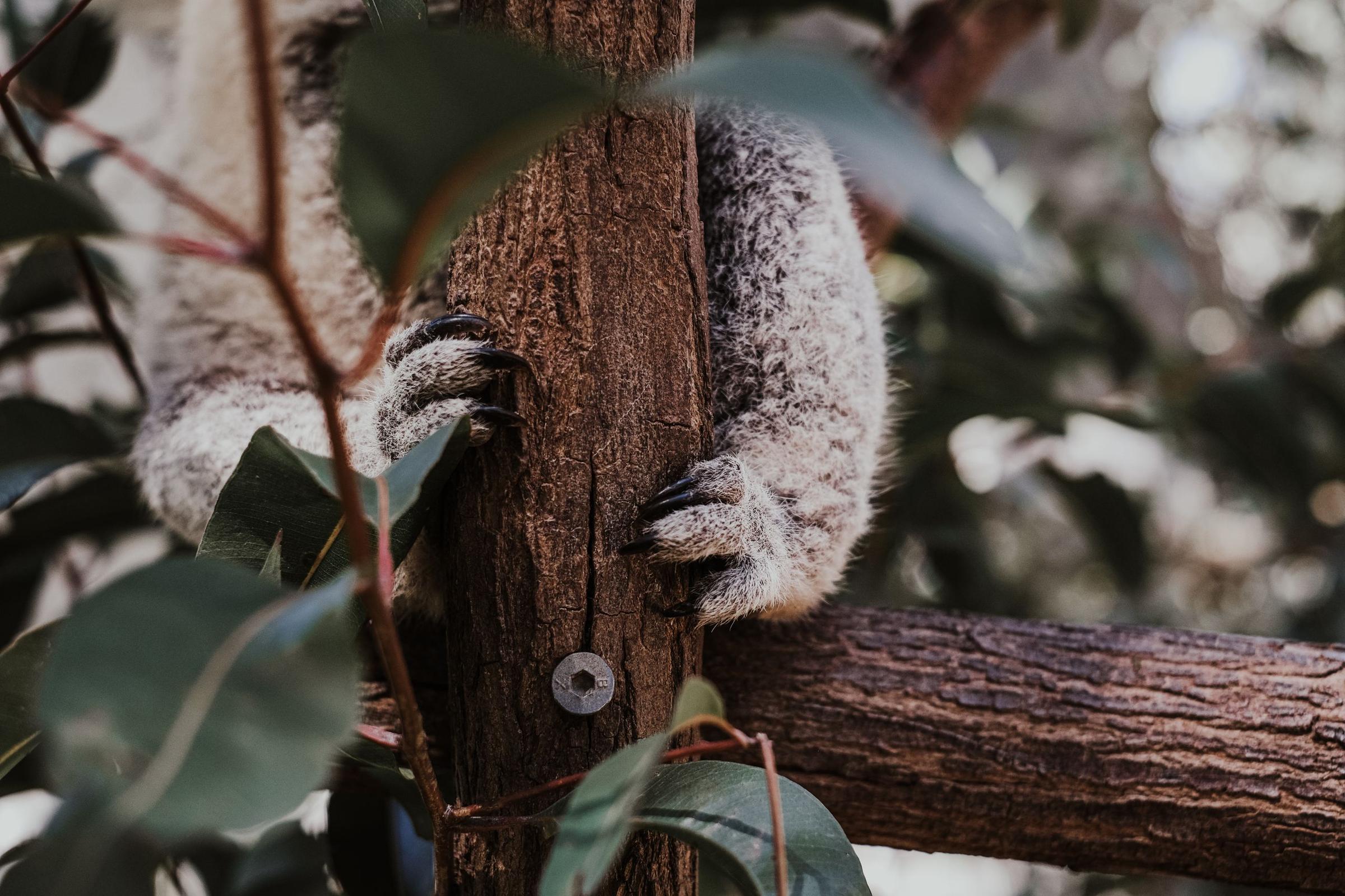 Koala bergelantung di pohon eukaliptus