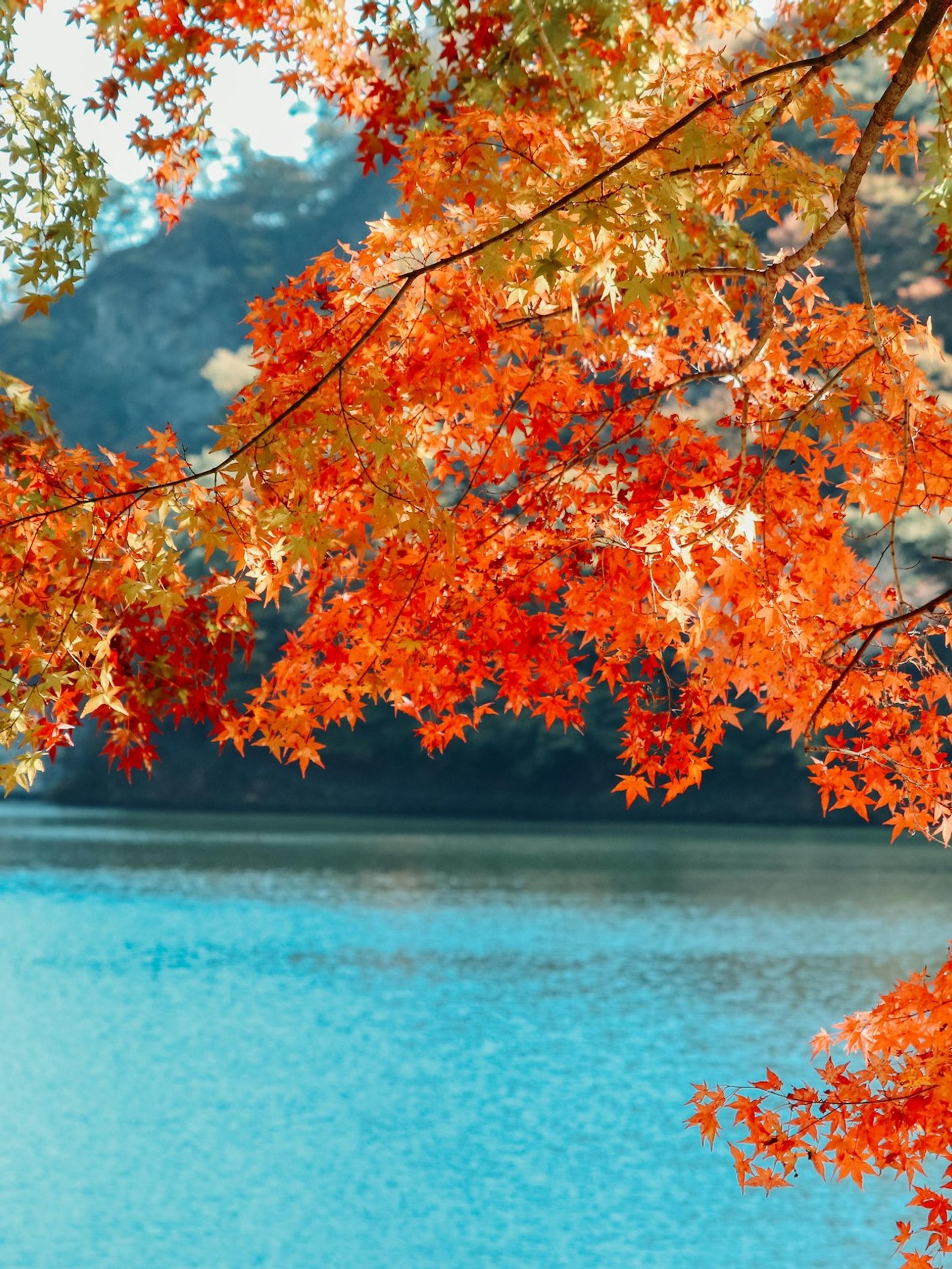 Daun maple merah musim gugur membingkai danau toska di pegunungan Jepang.