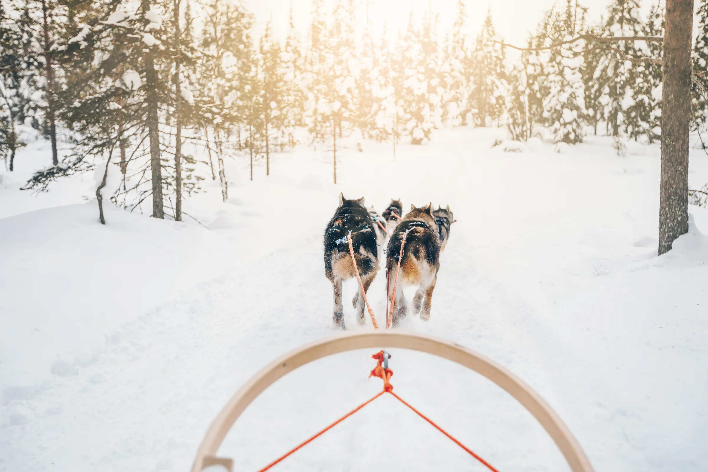 Kereta salju ditarik anjing husky menembus hutan bersalju Lapland