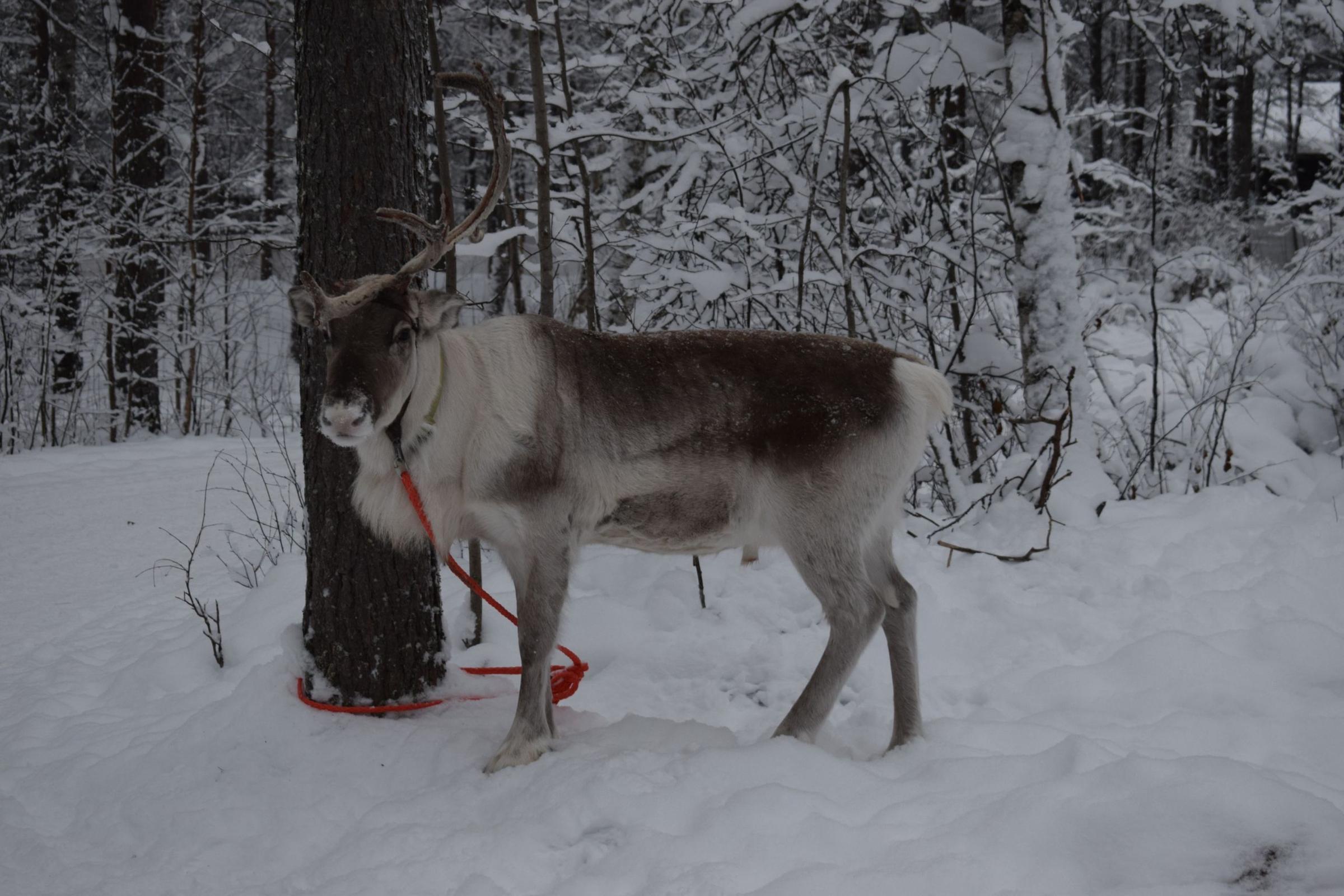 Rusa kutub di hutan bersalju Lapland, Finlandia.
