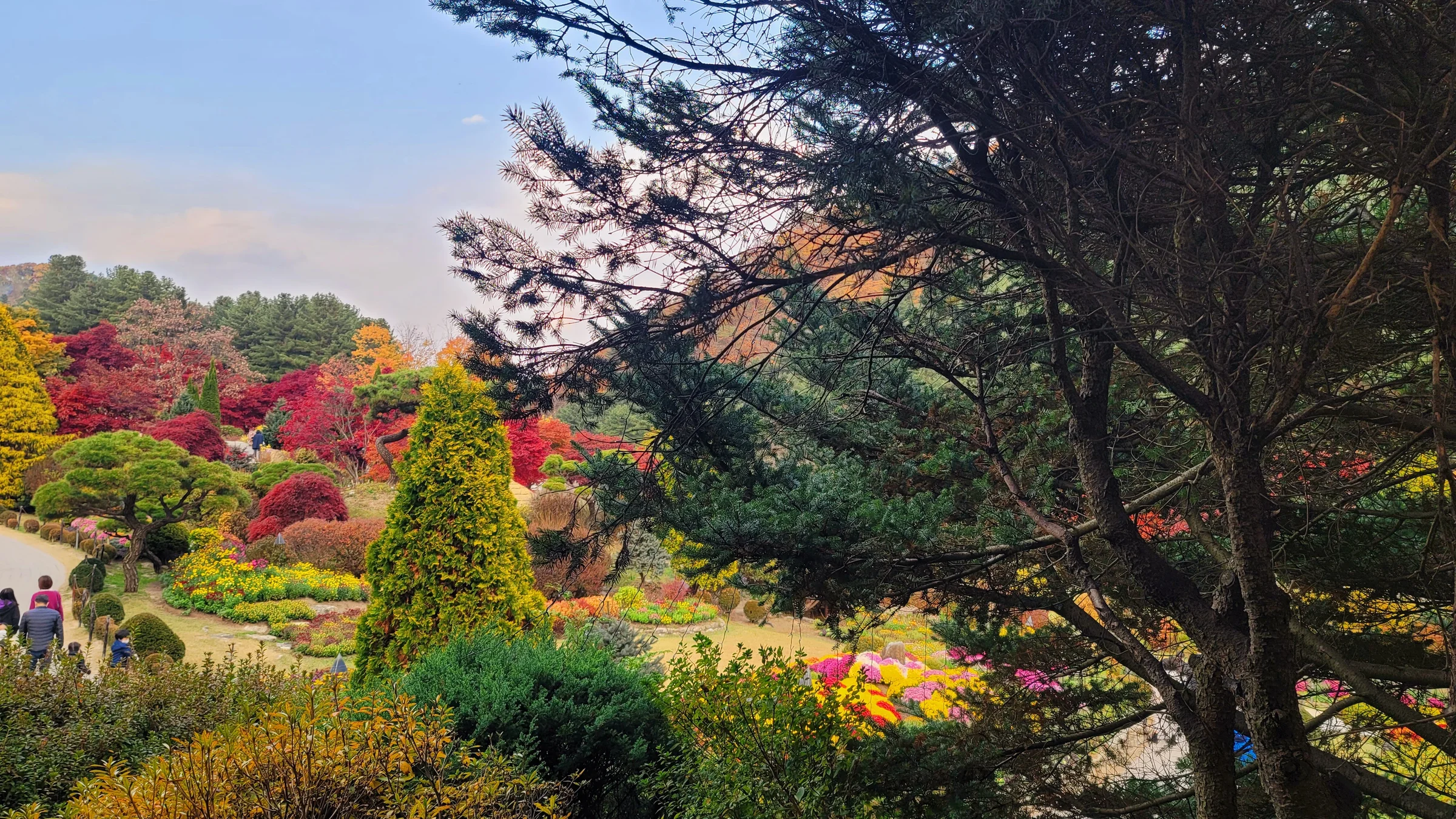 Taman bertingkat Garden of Morning Calm dengan semak merah dan kuning musim gugur