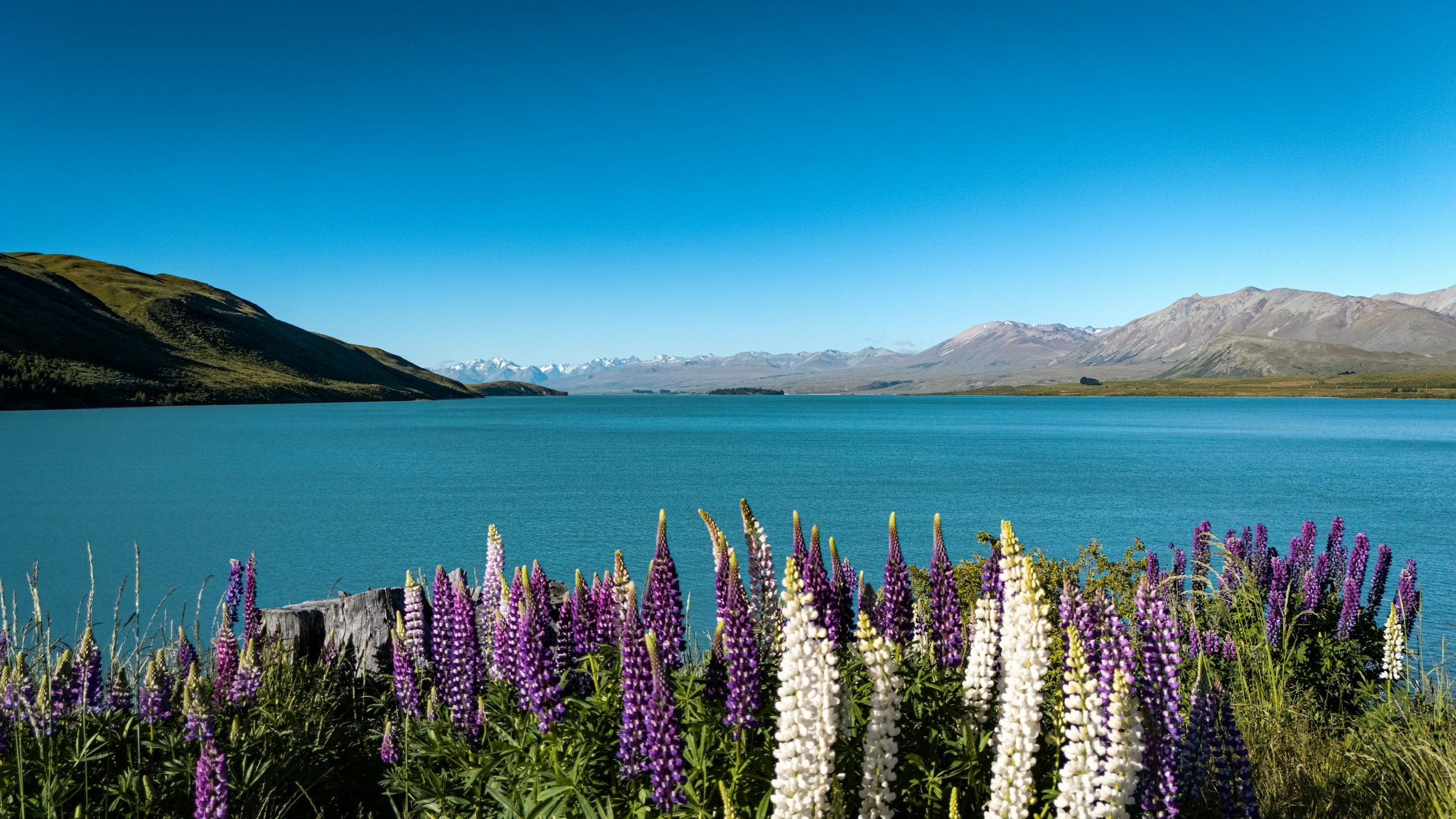 Bunga lupin ungu di tepi Lake Tekapo yang toska dengan Southern Alps bersalju.