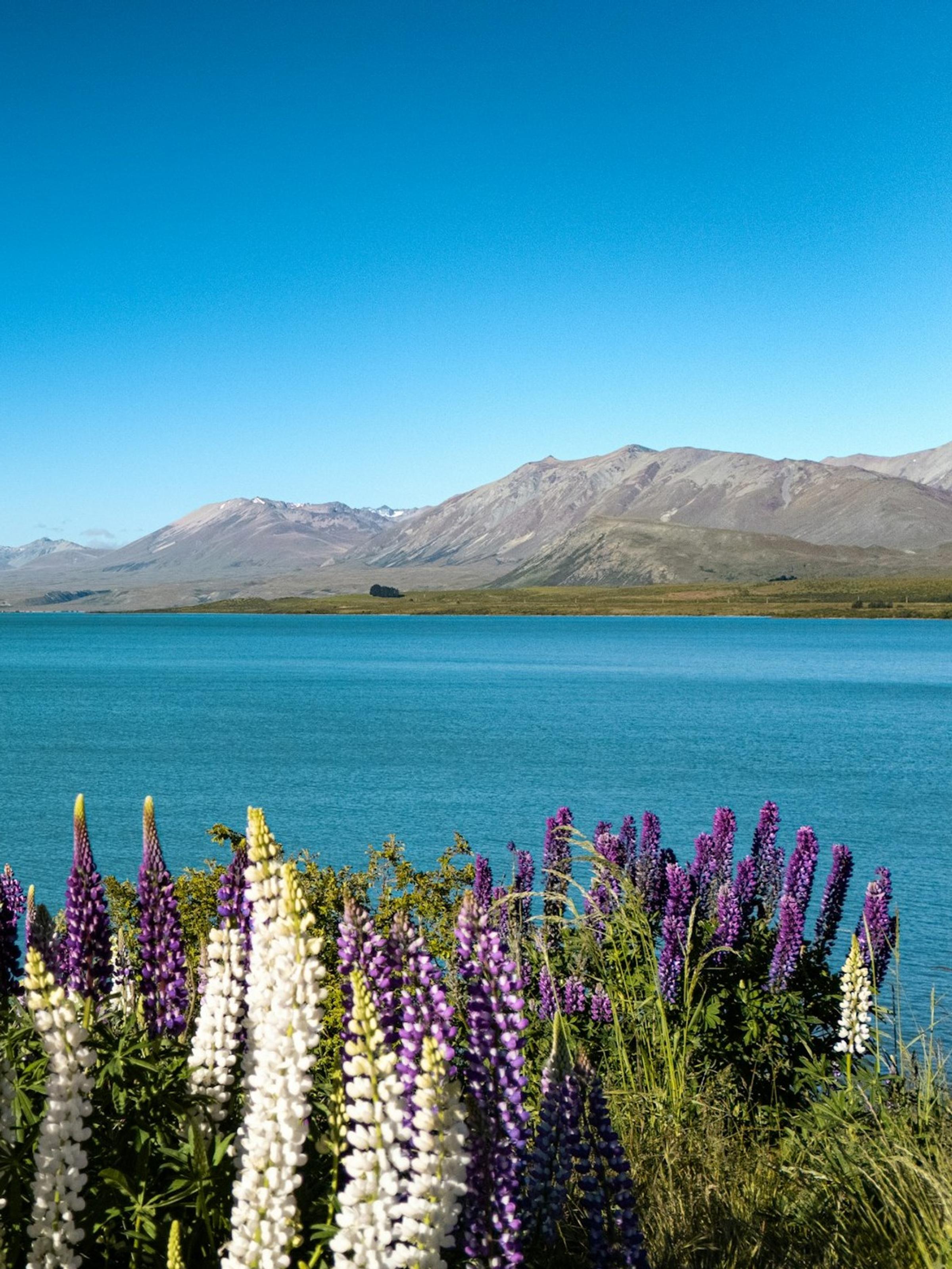 Bunga lupin ungu di tepi Lake Tekapo yang toska dengan Southern Alps bersalju.