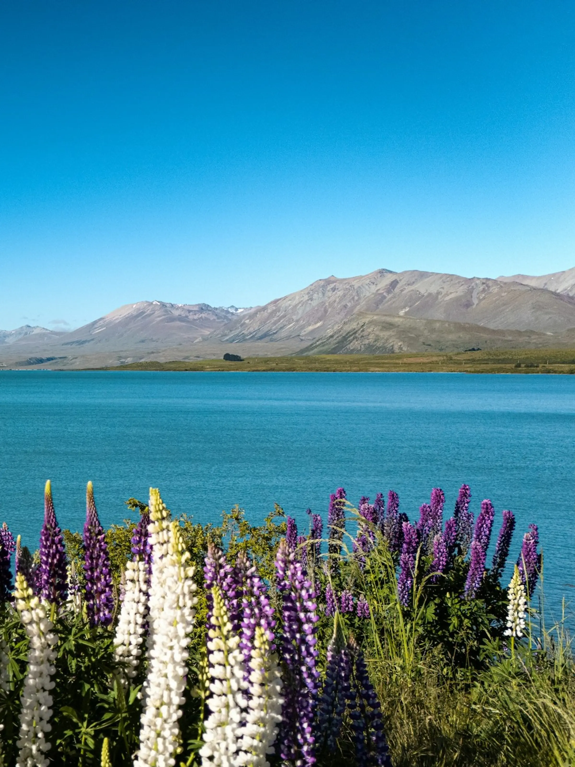 Bunga lupin ungu di tepi Lake Tekapo yang toska dengan Southern Alps bersalju.