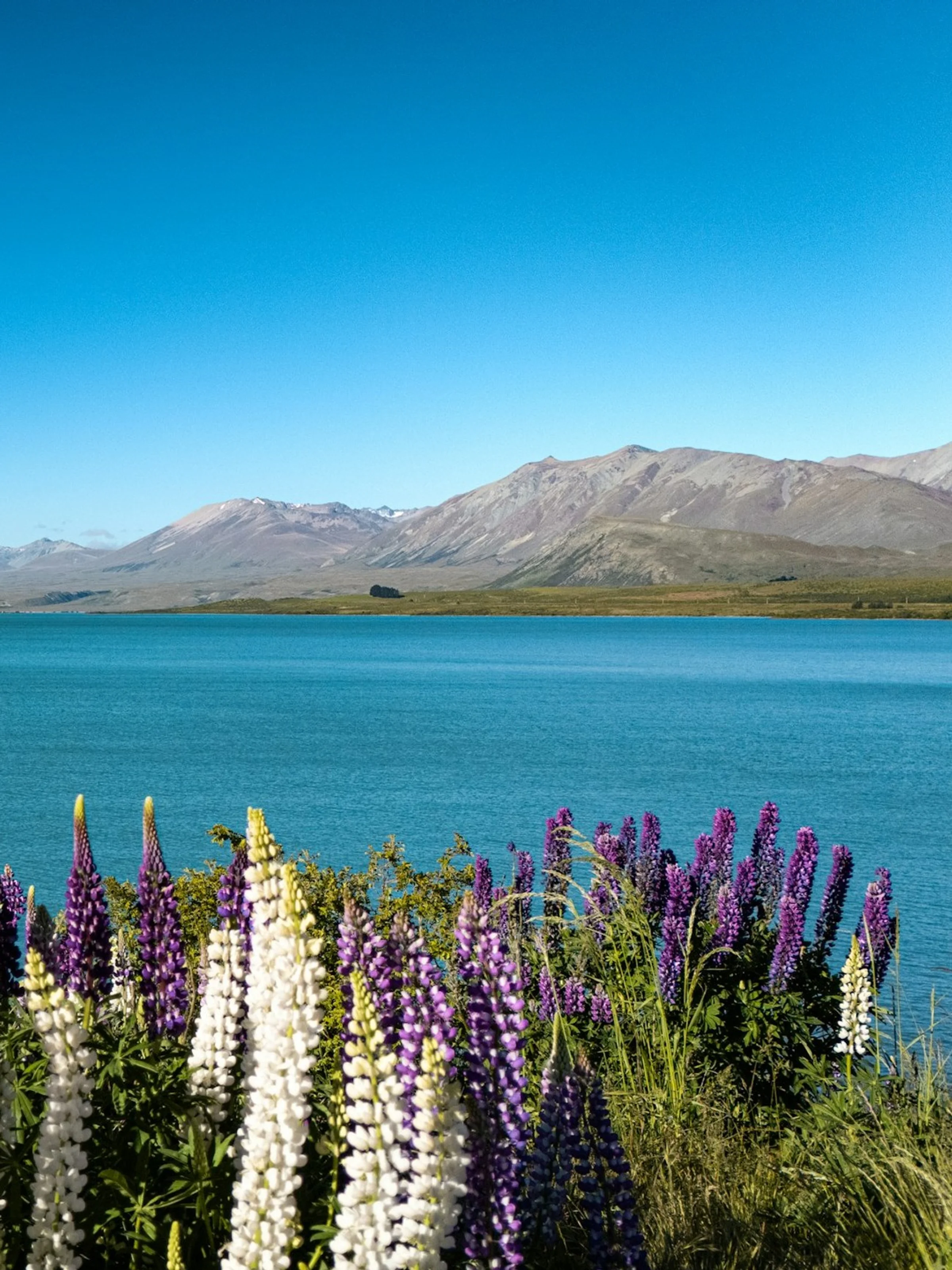 Bunga lupin ungu di tepi Lake Tekapo yang toska dengan Southern Alps bersalju.