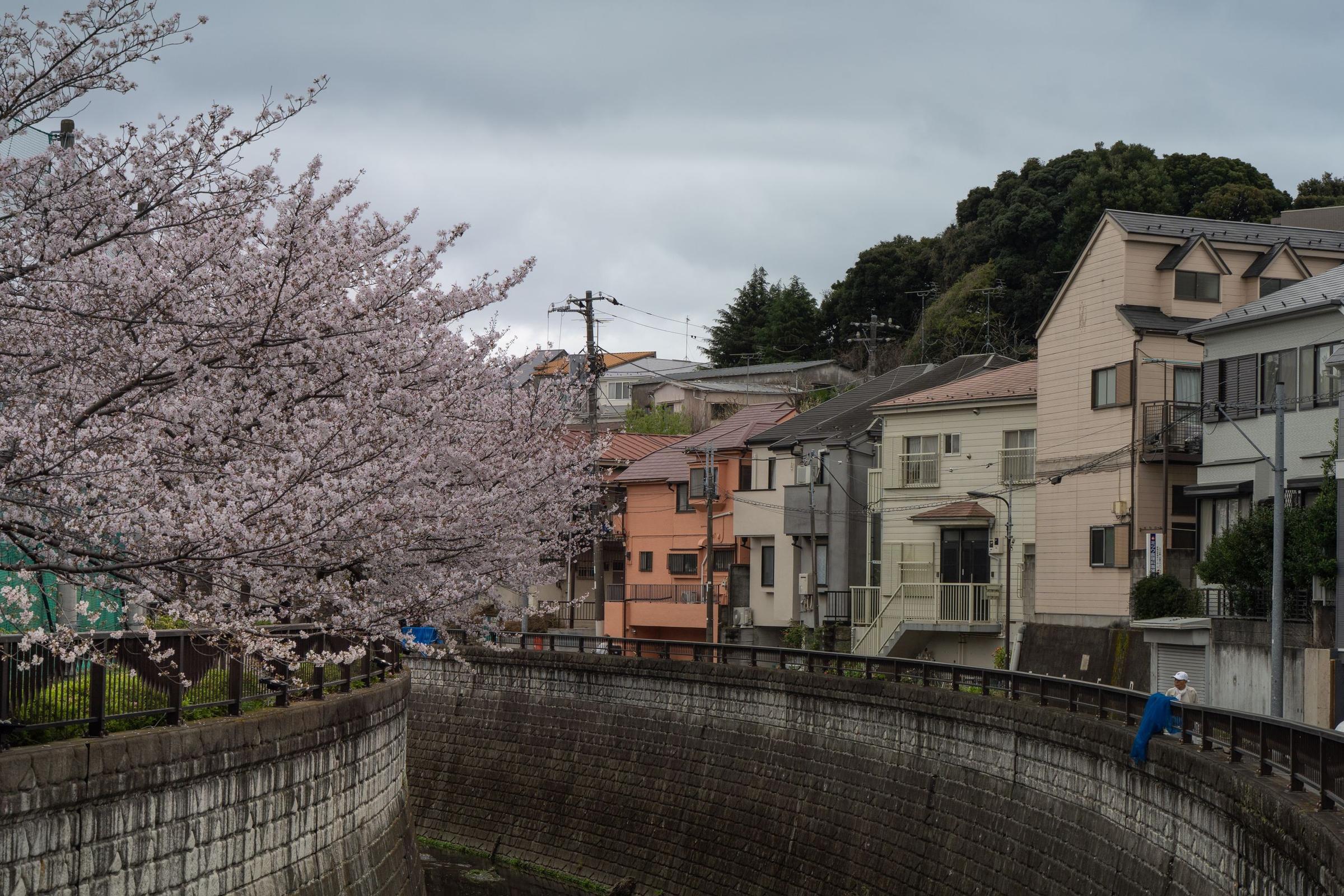 musim semi di Jepang