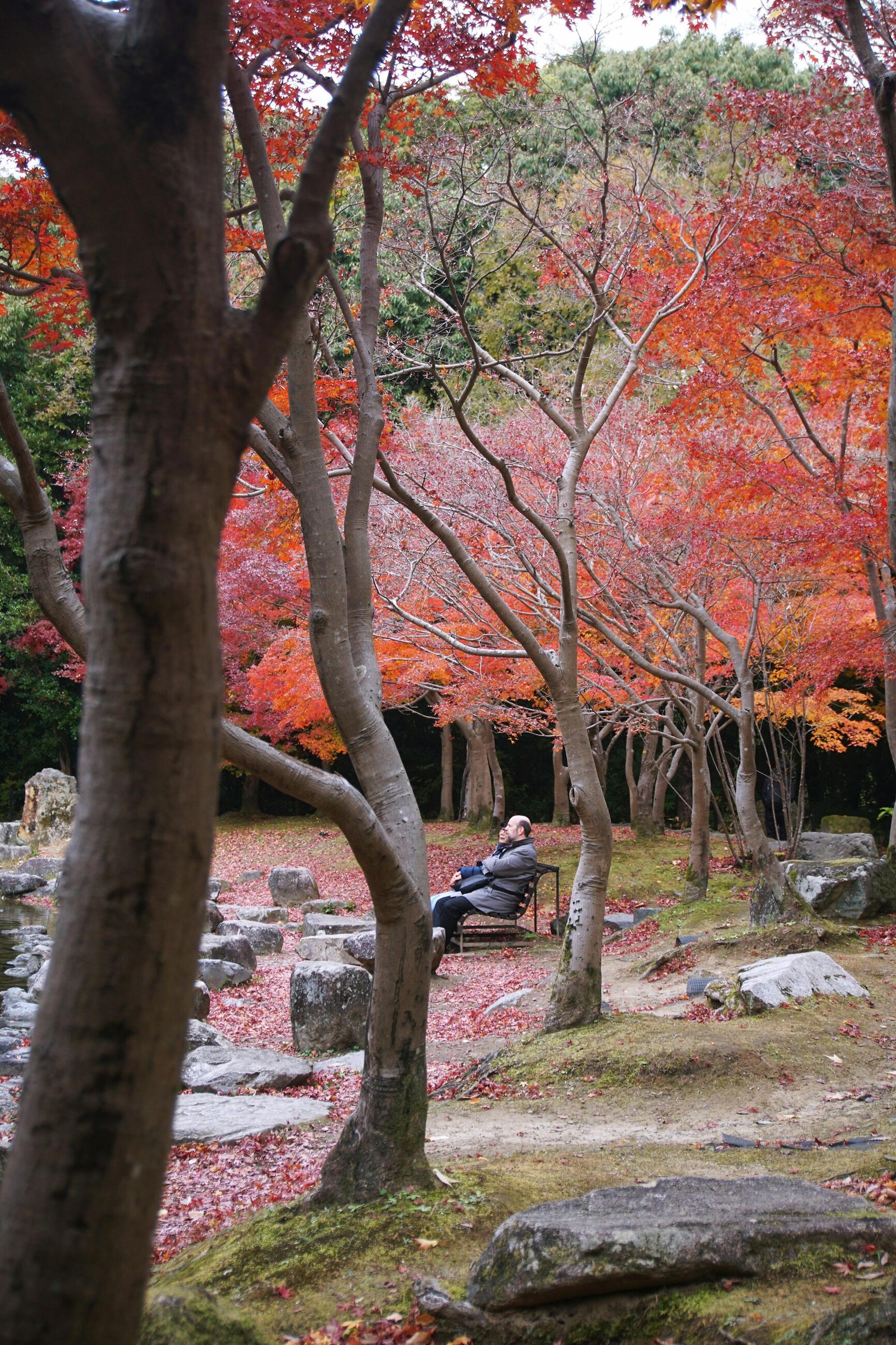 Taman musim gugur Jepang dengan maple merah