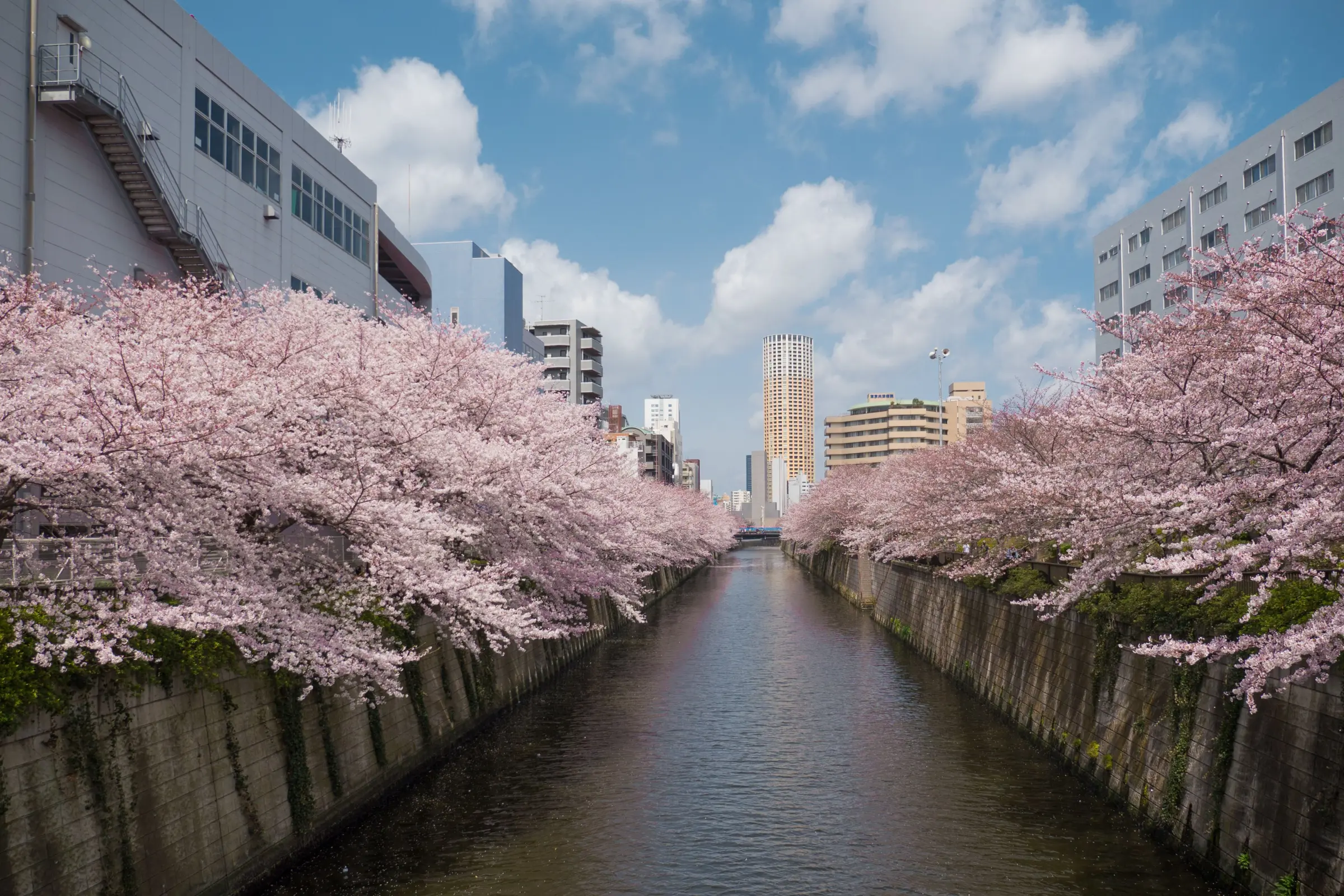 Deretan sakura mekar penuh di sepanjang kanal Tokyo dengan langit biru cerah