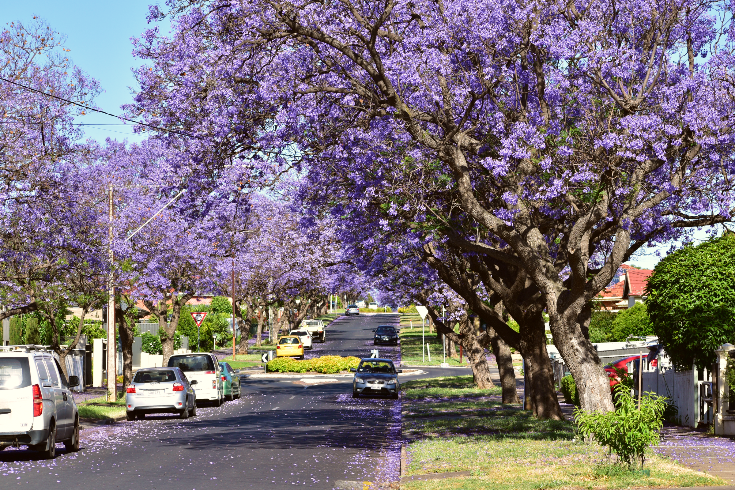 Jalan berjajar pohon jacaranda ungu di Australia