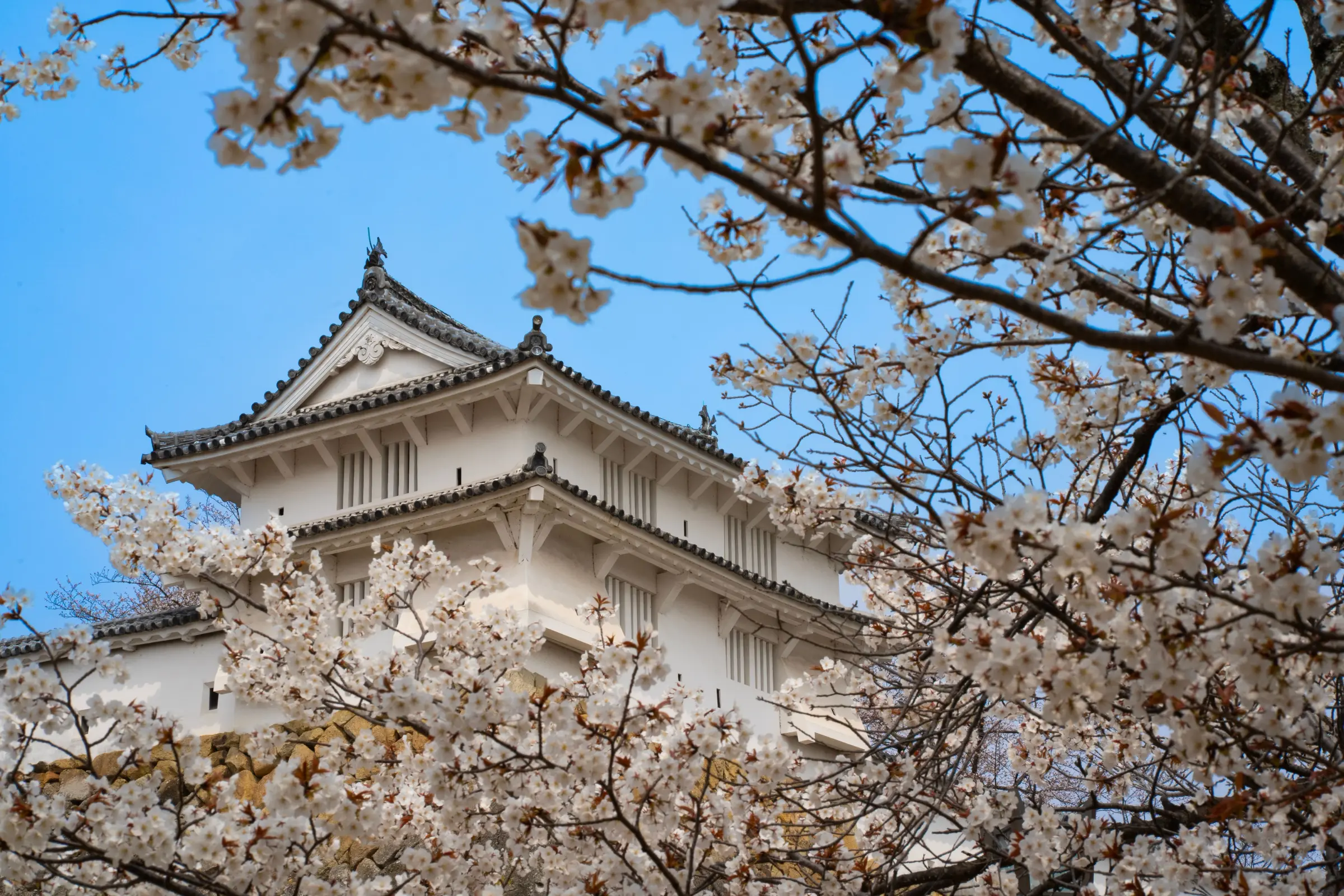 Kastil Jepang berwarna putih diapit dahan sakura mekar penuh di bawah langit biru cerah