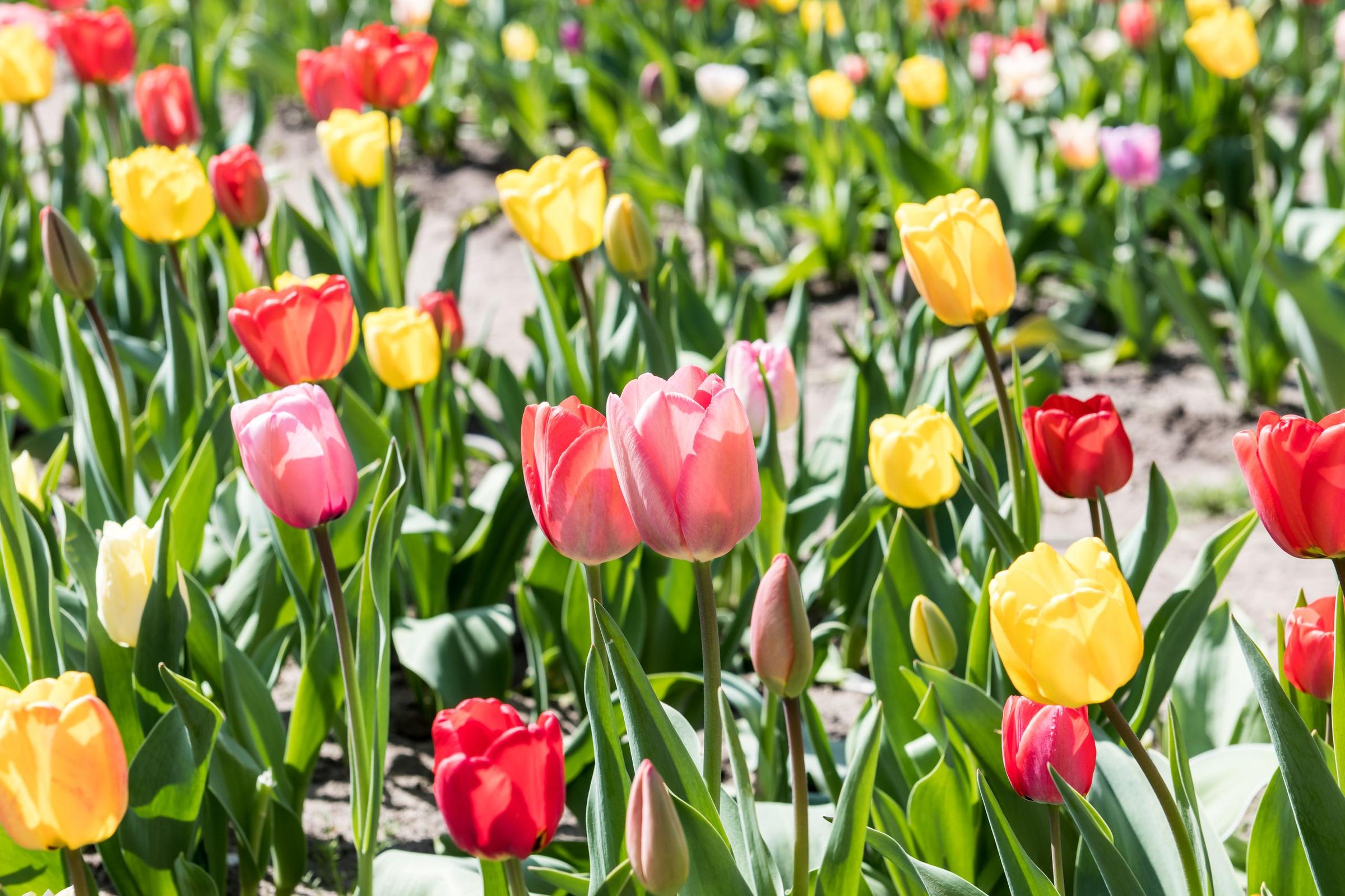 ladang tulip di Eropa
