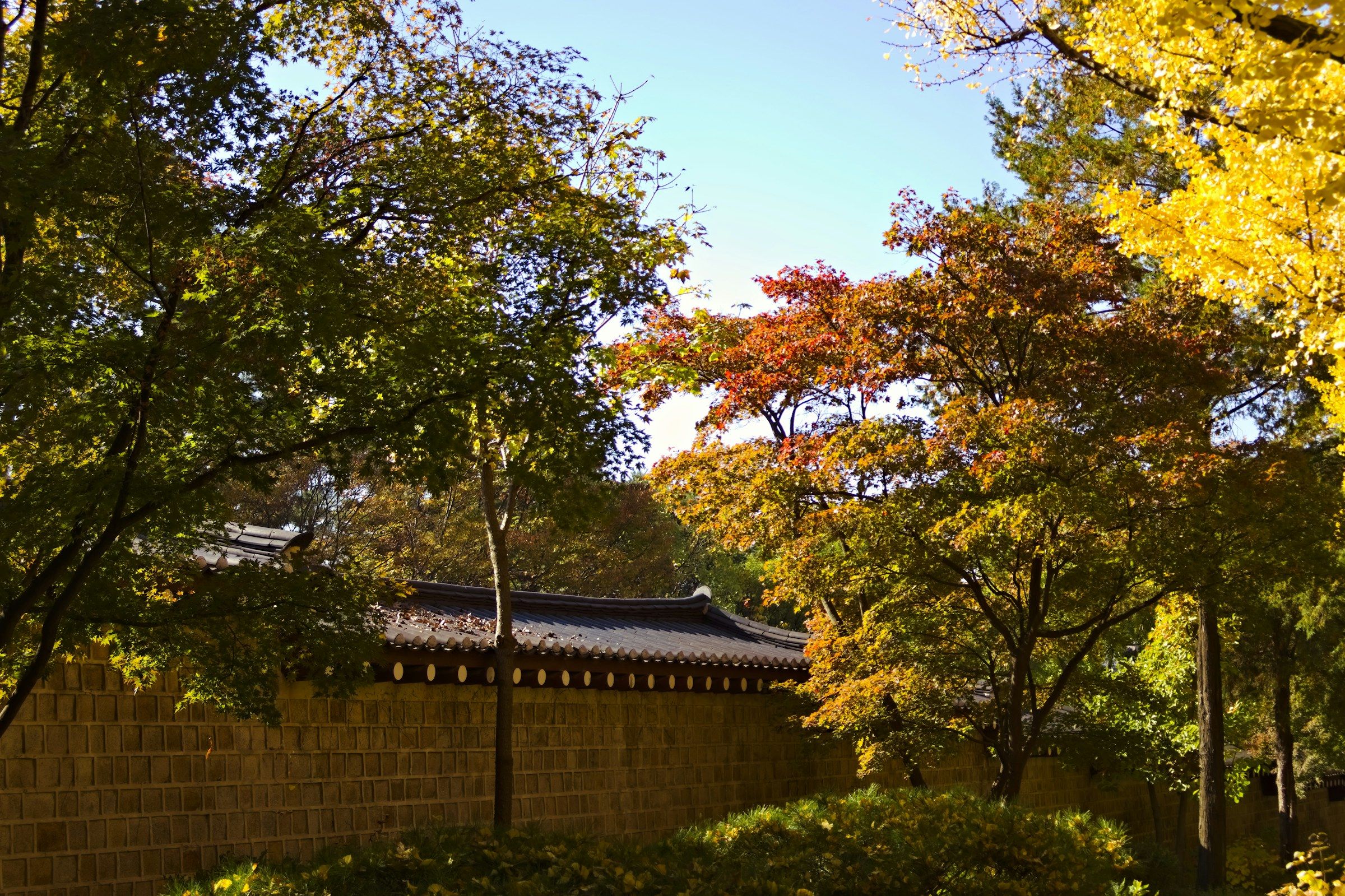 Tembok istana tradisional Korea dengan dedaunan ginkgo kuning dan maple merah saat musim gugur.