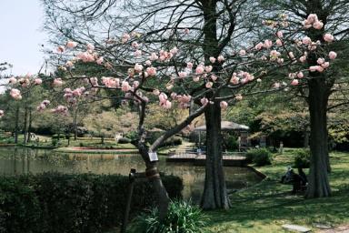 musim semi di Jepang