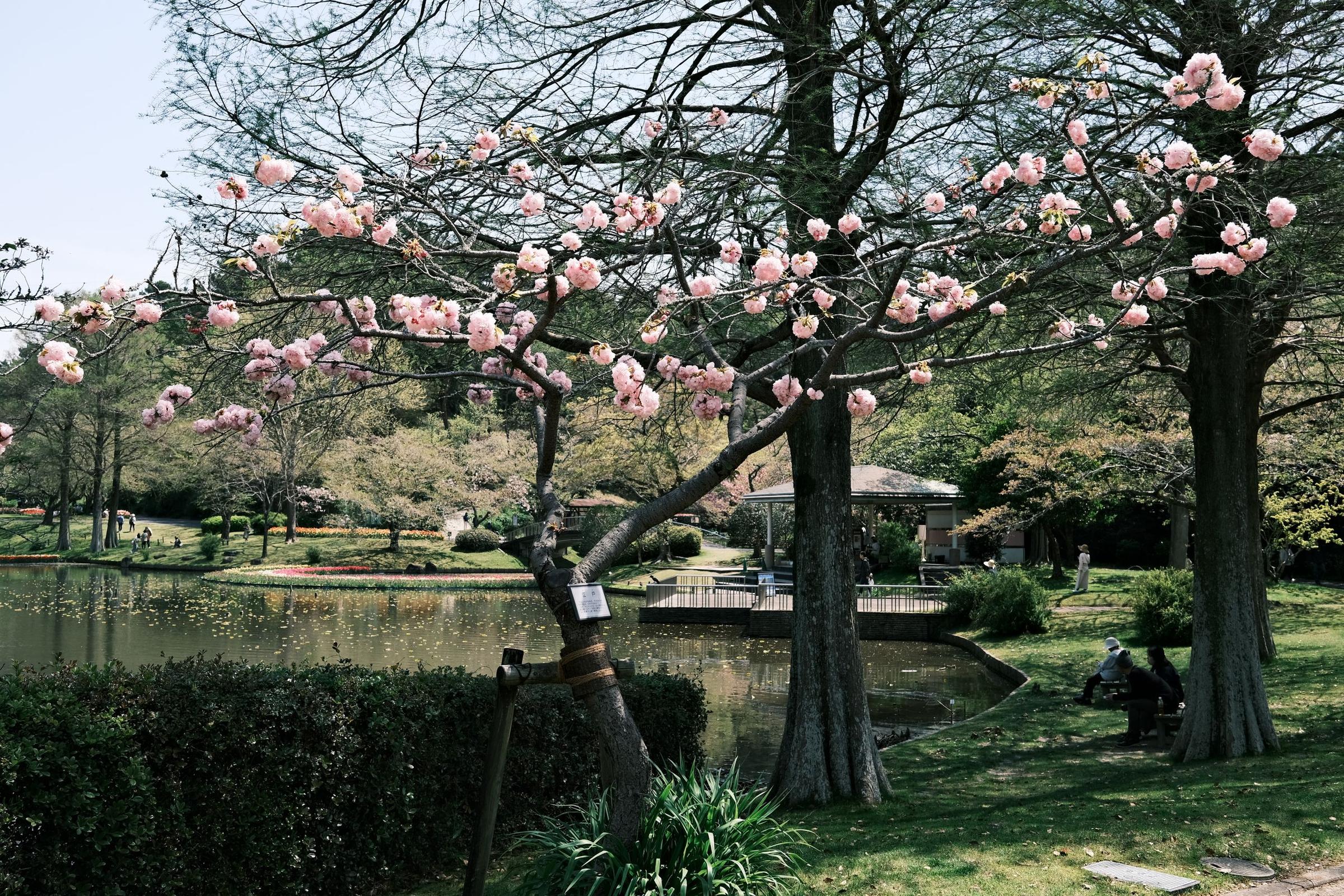 musim semi di Jepang