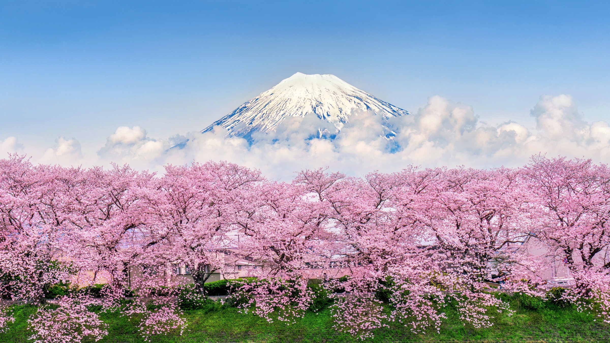 Cherry blossom mekar di Honshu Jepang dengan latar Mt Fuji, musim semi 2026