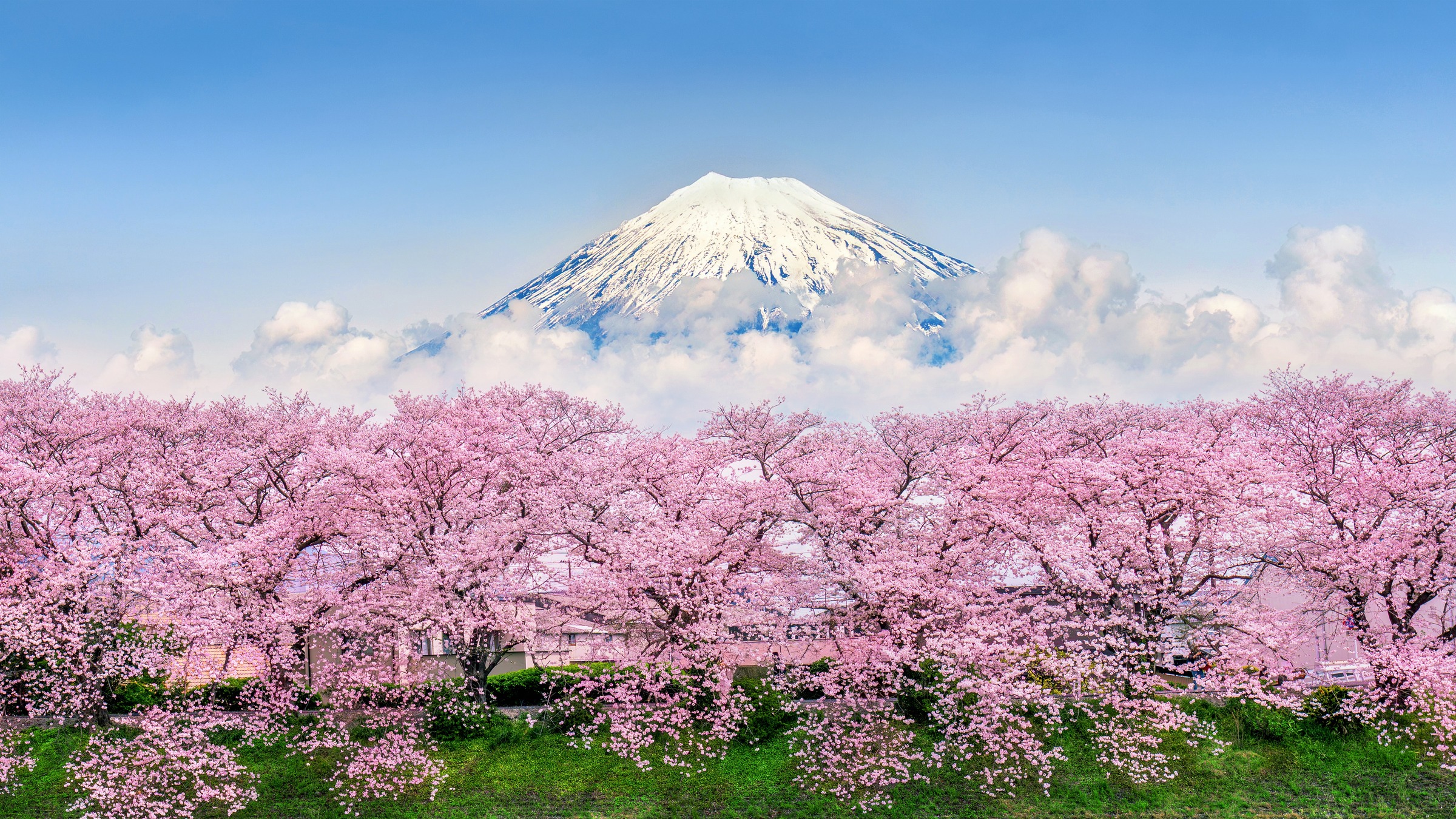 Cherry blossom mekar di Honshu Jepang dengan latar Mt Fuji, musim semi 2026
