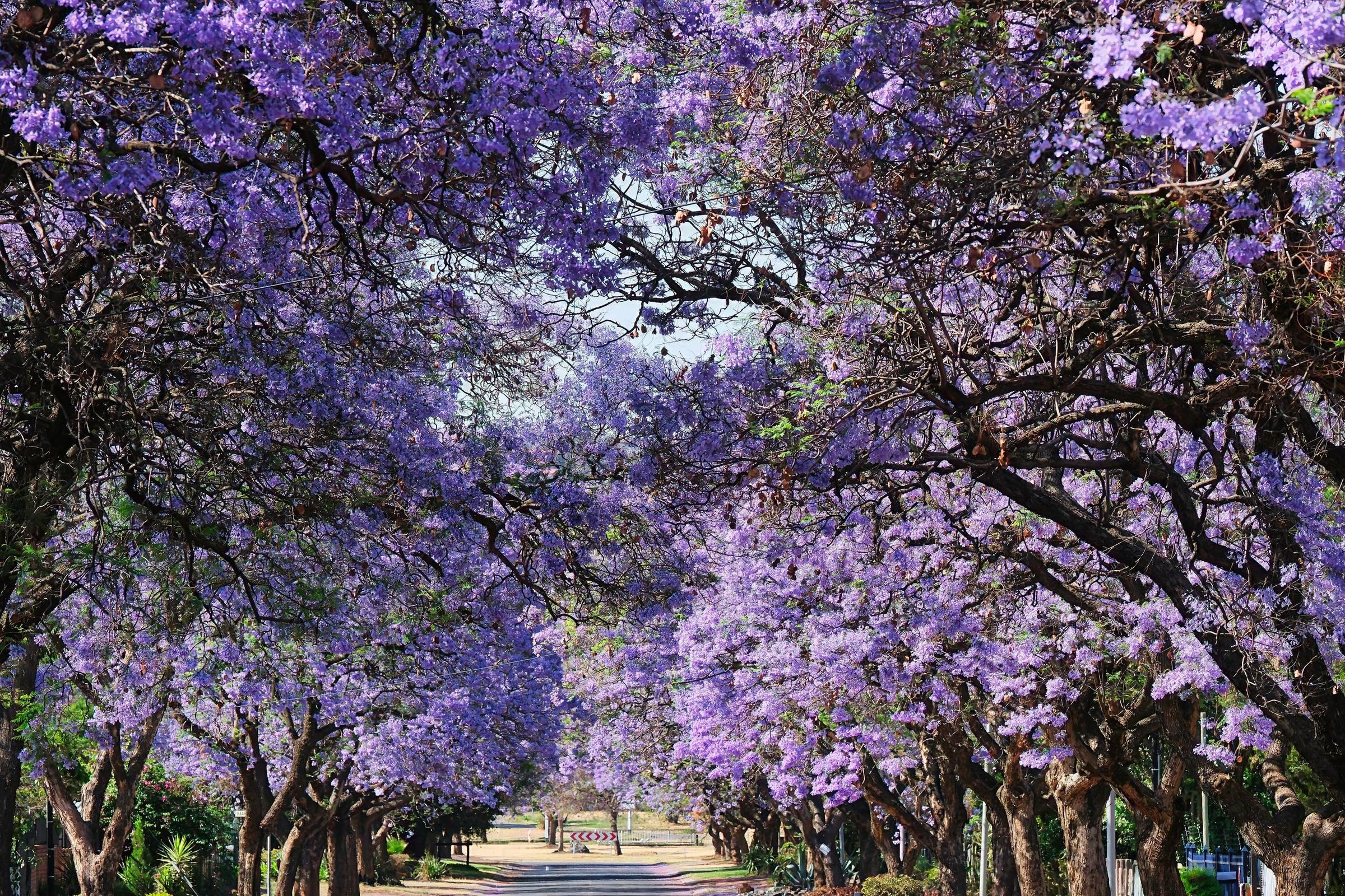 Terowongan pohon jacaranda ungu di musim semi