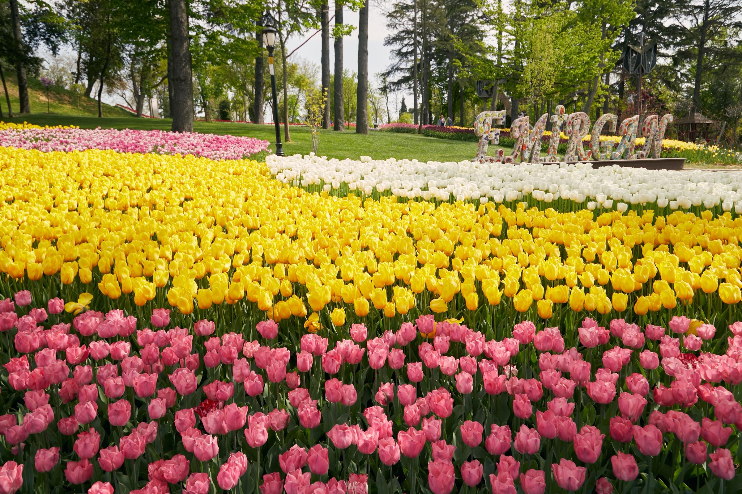 Hamparan tulip warna-warni di Taman Emirgan Istanbul saat musim semi