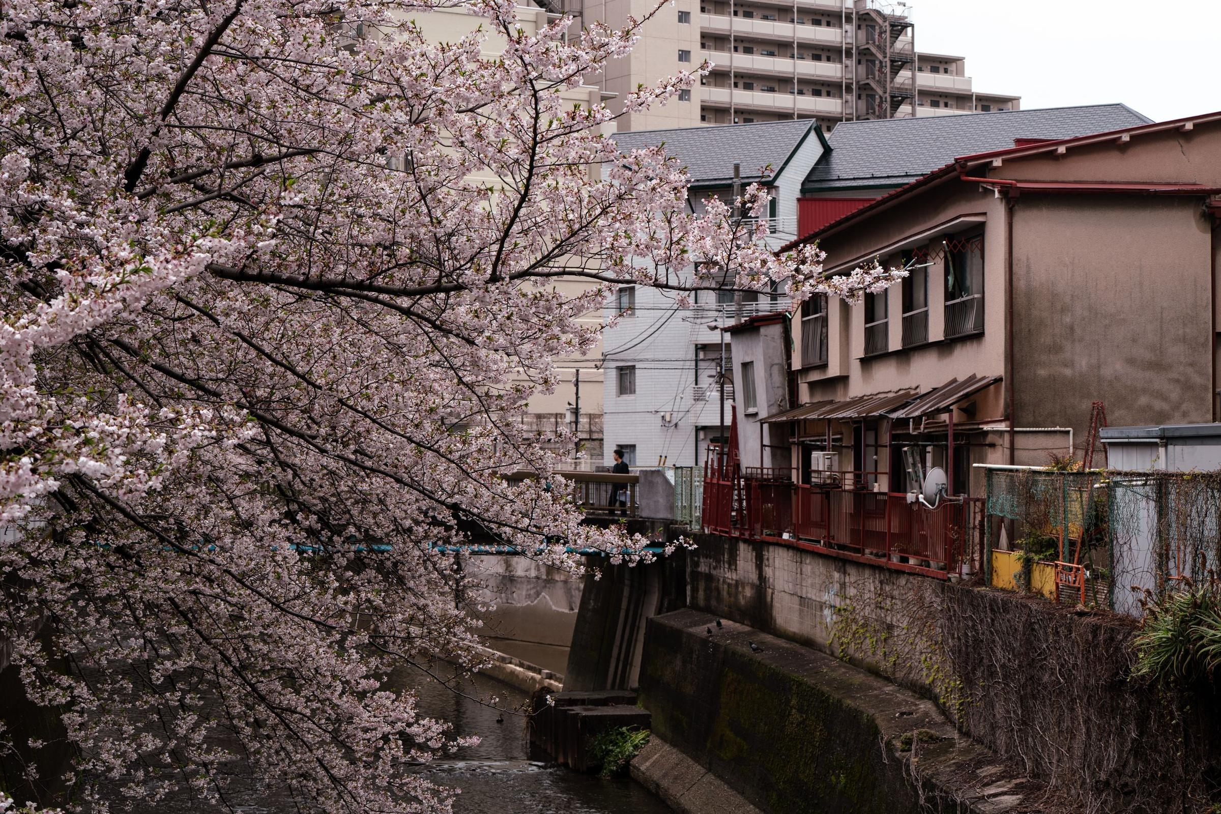 musim semi di Jepang