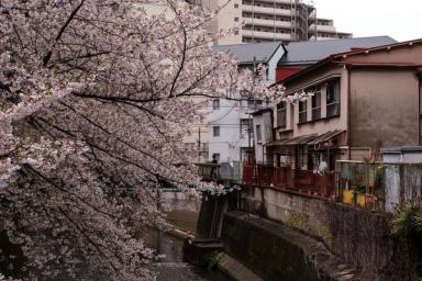 musim semi di Jepang