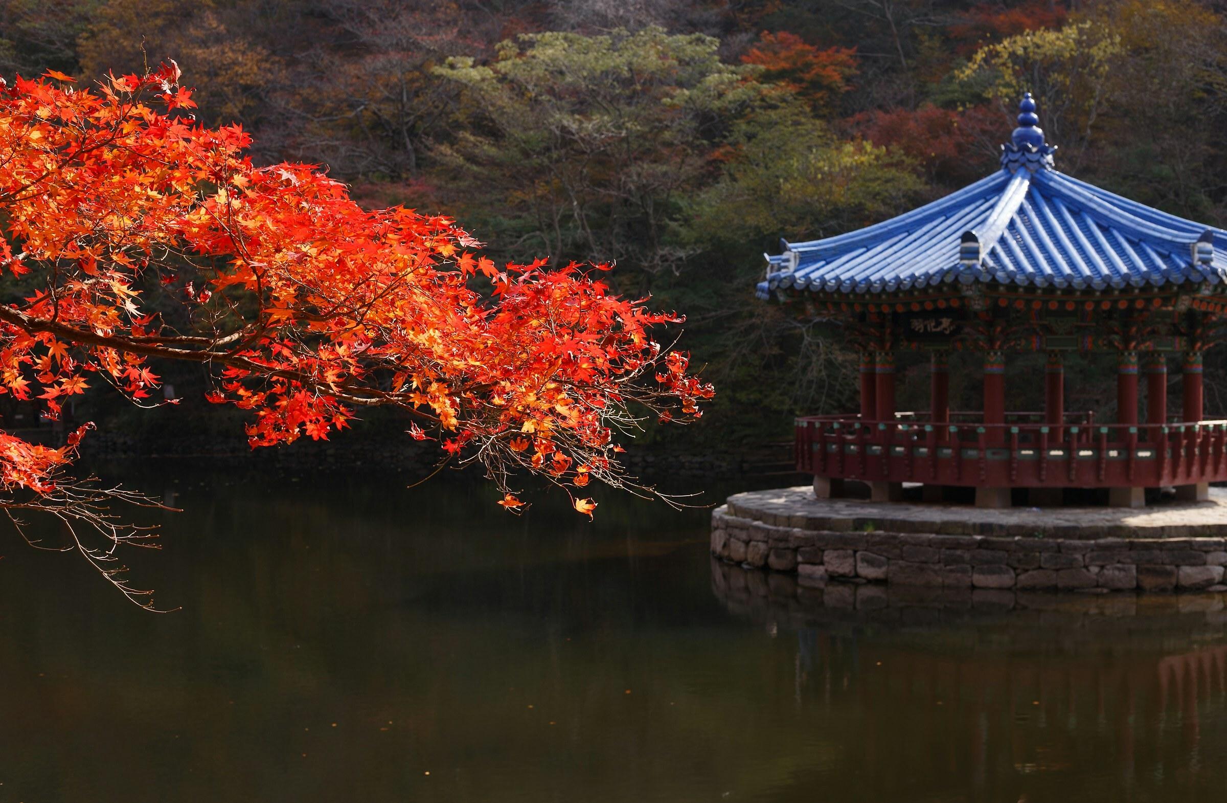 Musim gugur Korea Selatan, paviliun hanok di tepi danau dengan maple merah