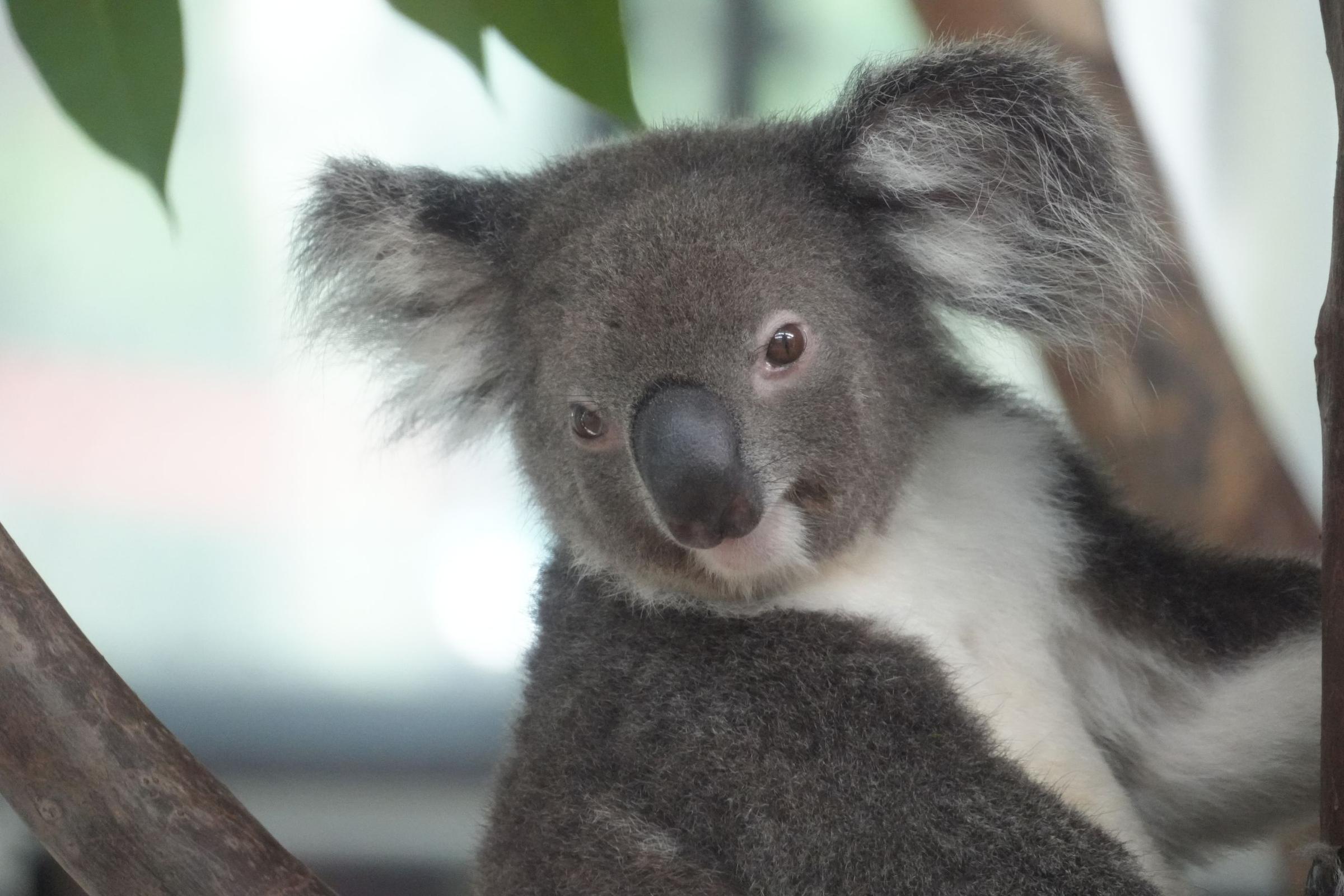 Nadia: Ketemu koala pertama kali