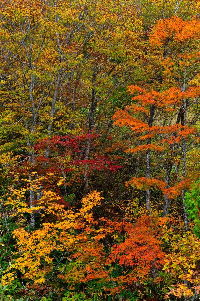 Hutan Hakuba di musim gugur dengan daun merah, jingga, dan kuning