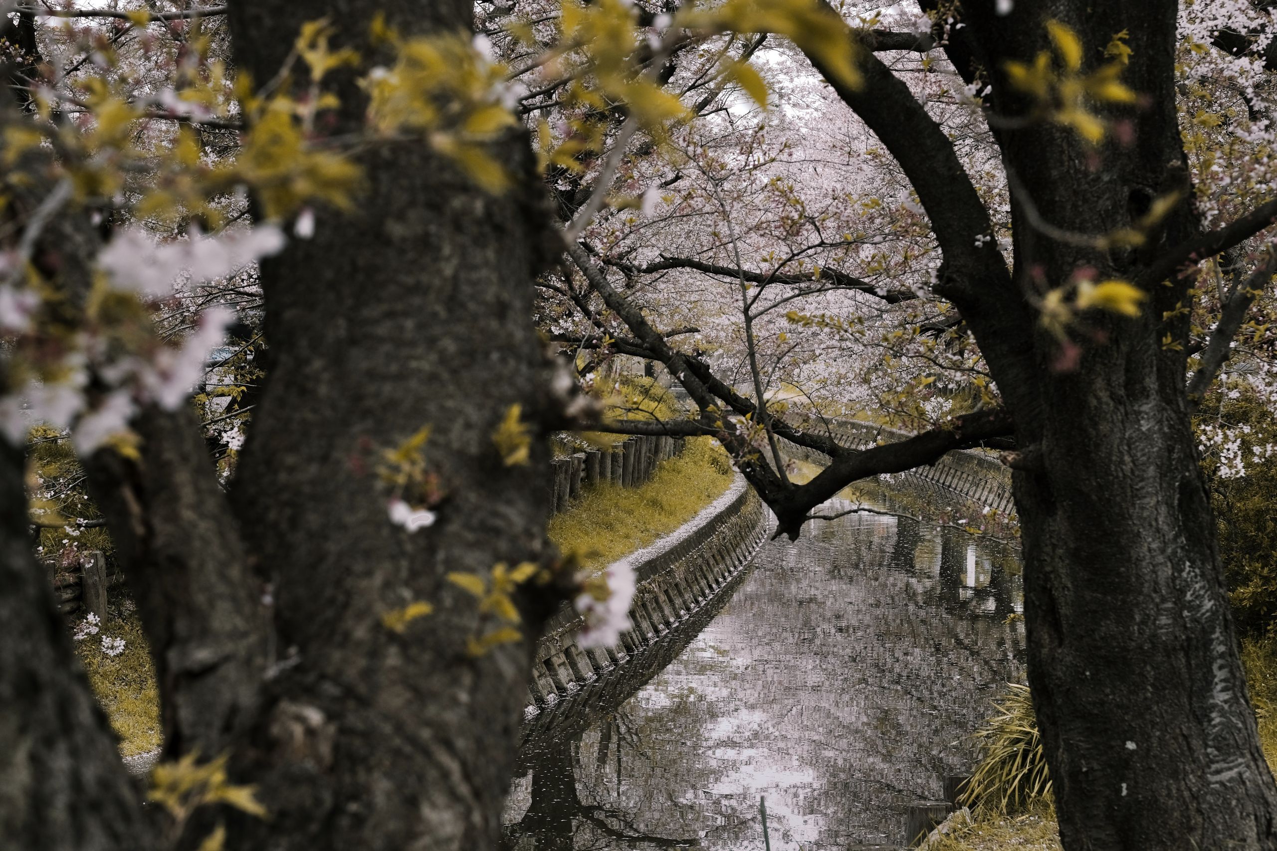 musim semi di Jepang