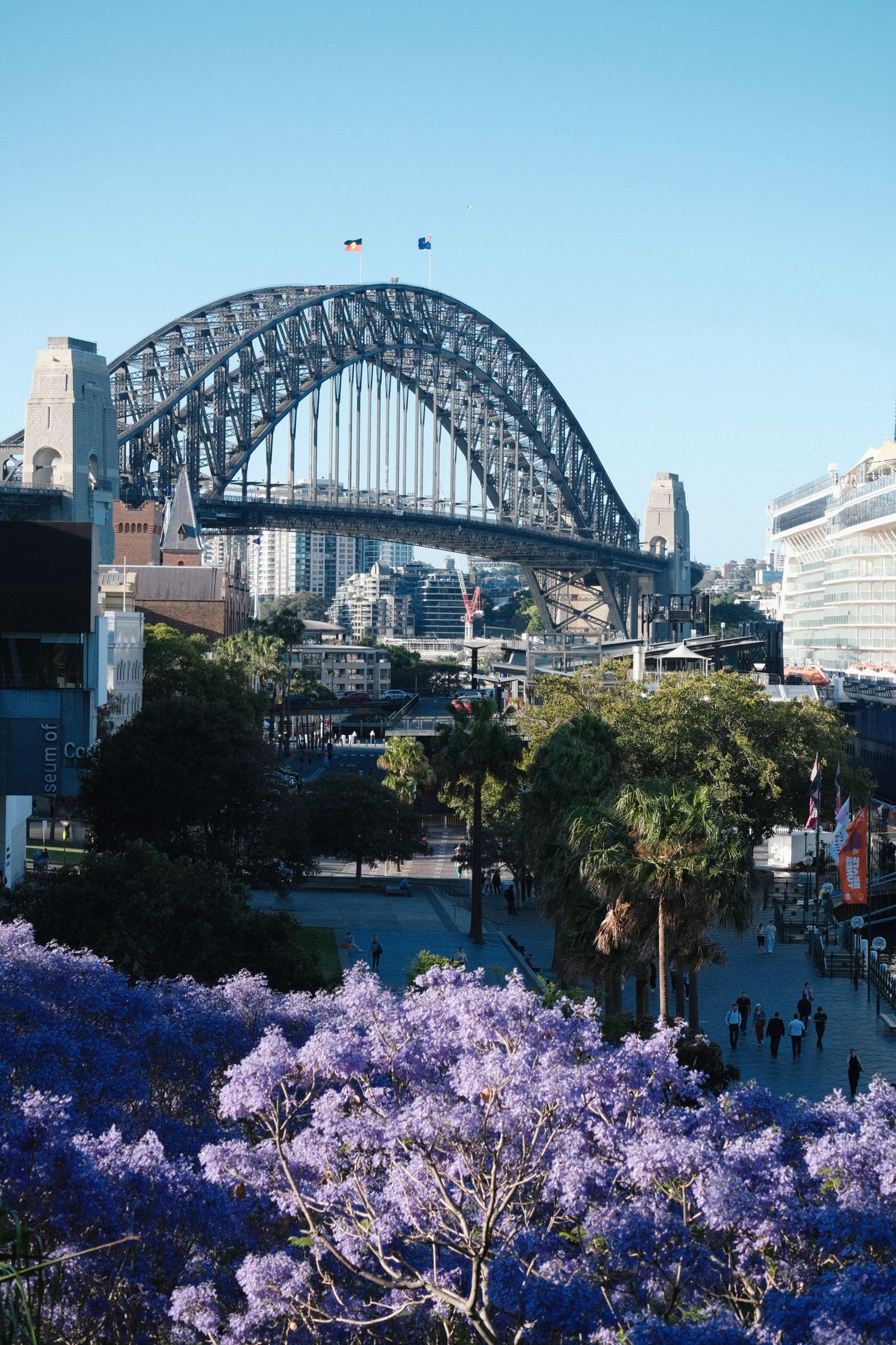 Harbour Bridge Sydney dengan jacaranda ungu mekar di musim semi