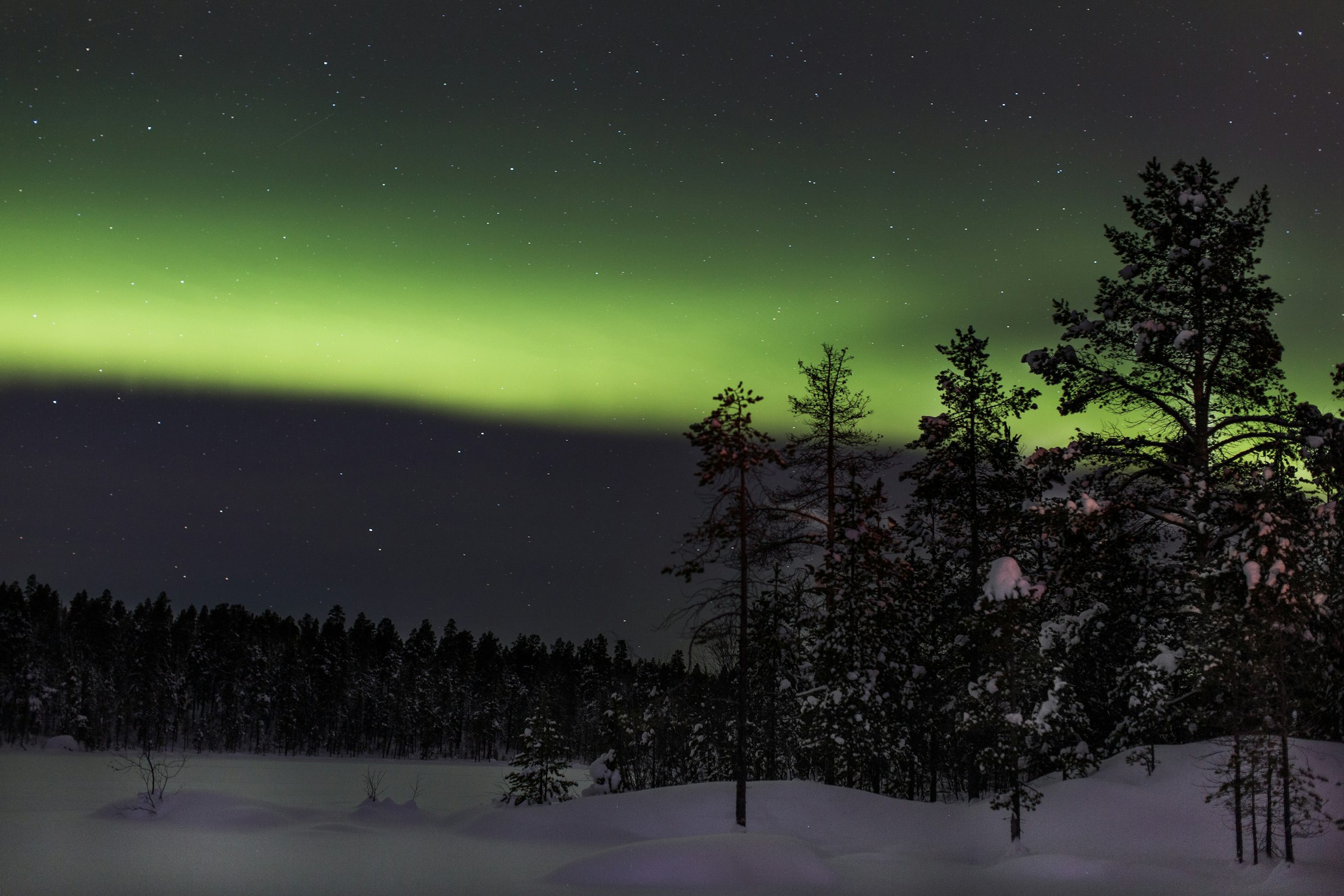 Aurora borealis hijau melintasi langit malam di atas hutan pinus bersalju Lapland