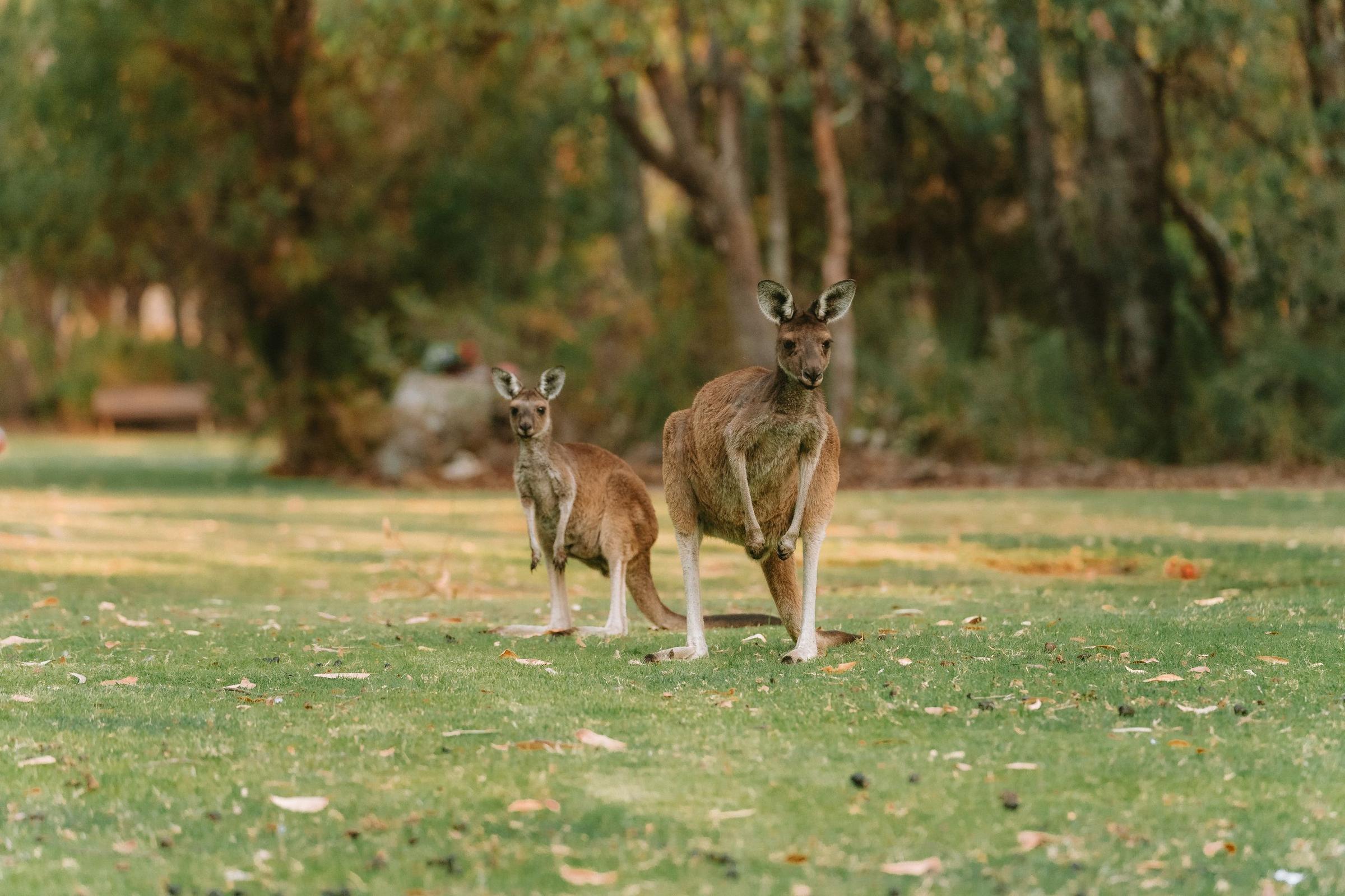 Sepasang kanguru di padang rumput Australia