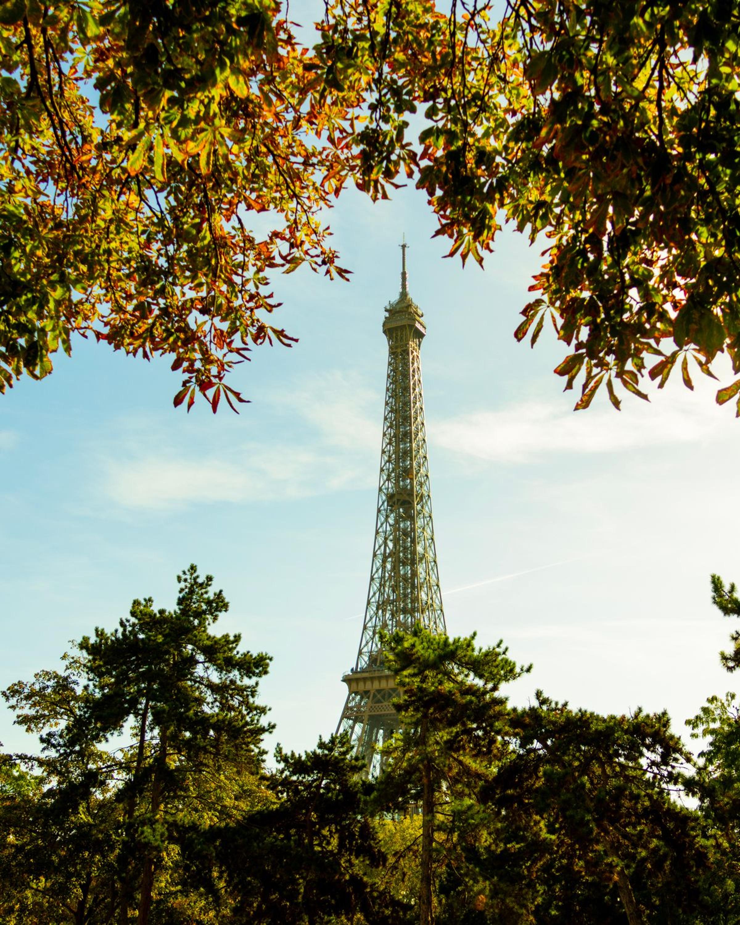 Menara Eiffel dibingkai dedaunan musim gugur di Paris