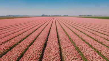 Hamparan tulip di Keukenhof, Belanda