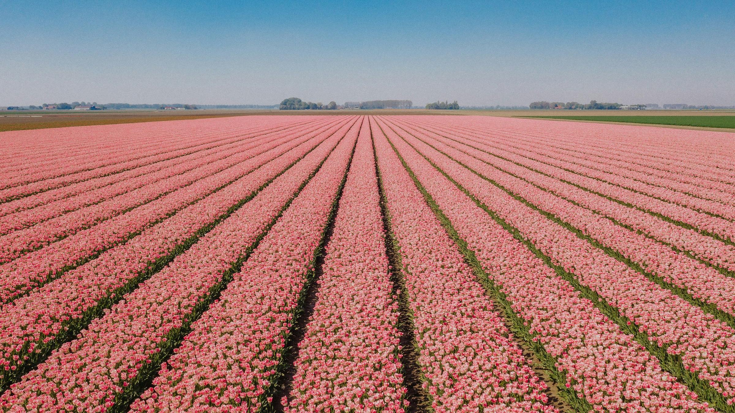 Hamparan tulip di Keukenhof, Belanda