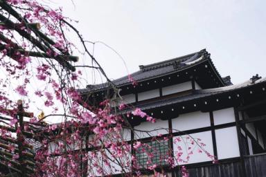 musim semi di Jepang