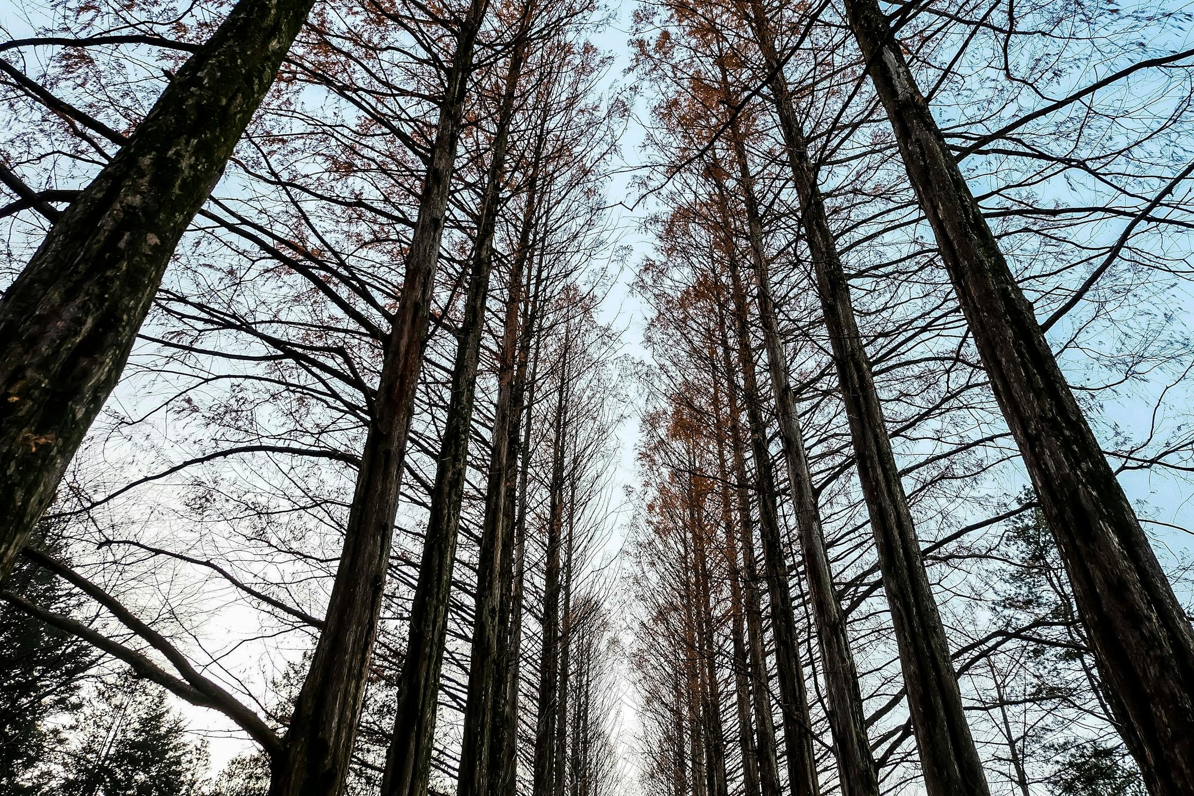 Deretan pohon metasequoia tinggi tanpa daun di musim dingin, jalur khas Korea