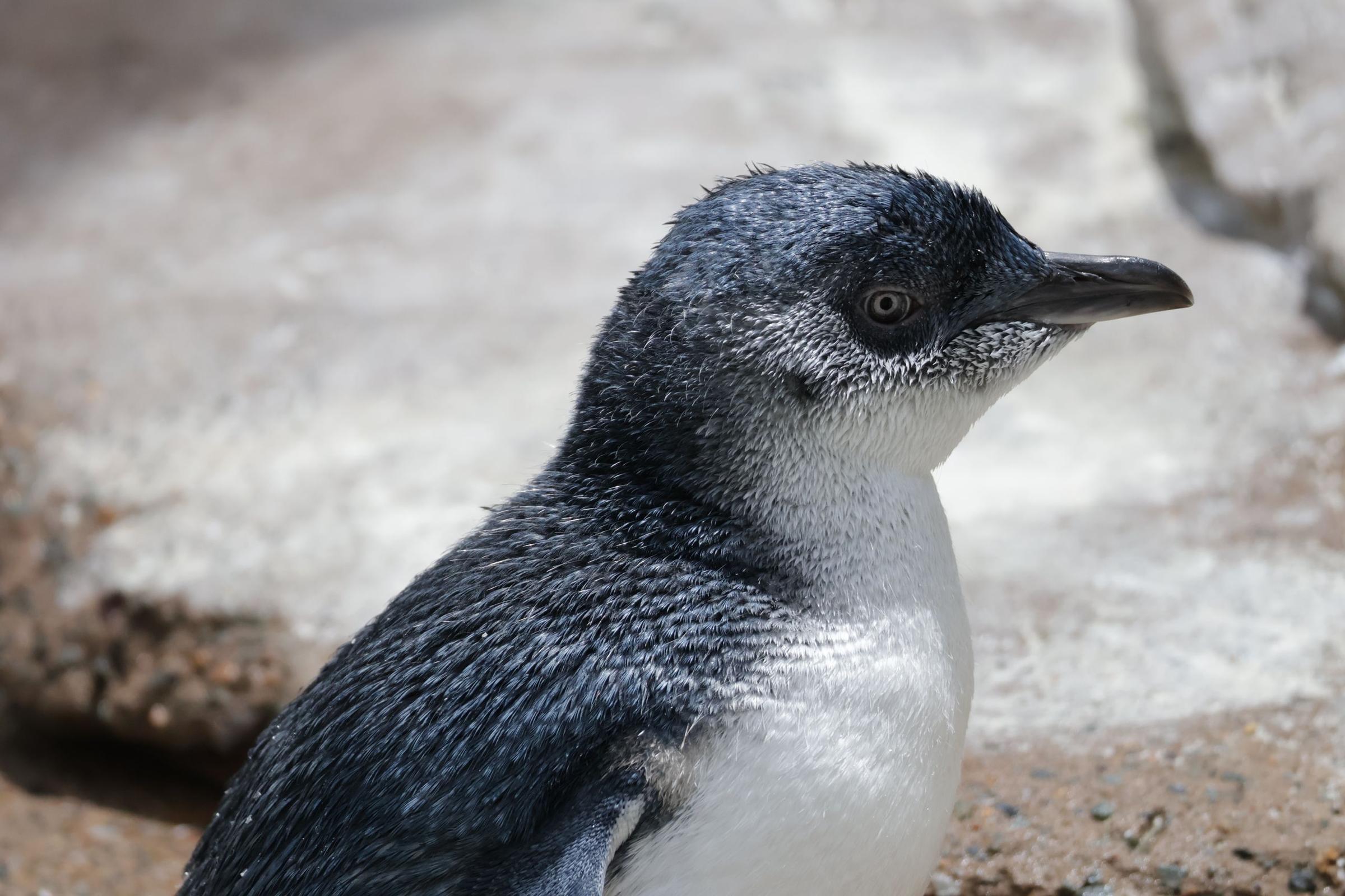 Little penguin di Philip Island